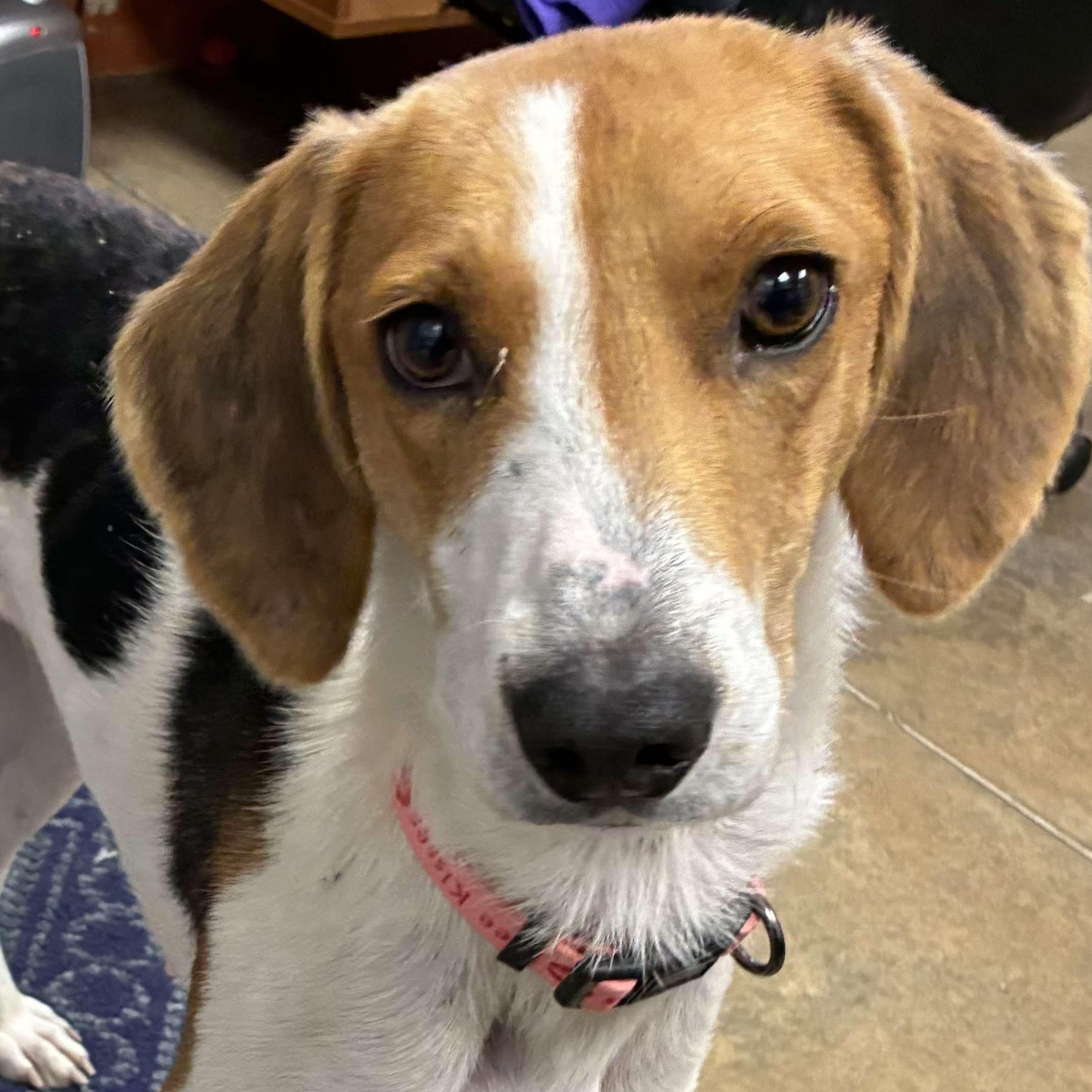 Goosie, a Adoptable mixed breed in Petersburg, IL image 1/5