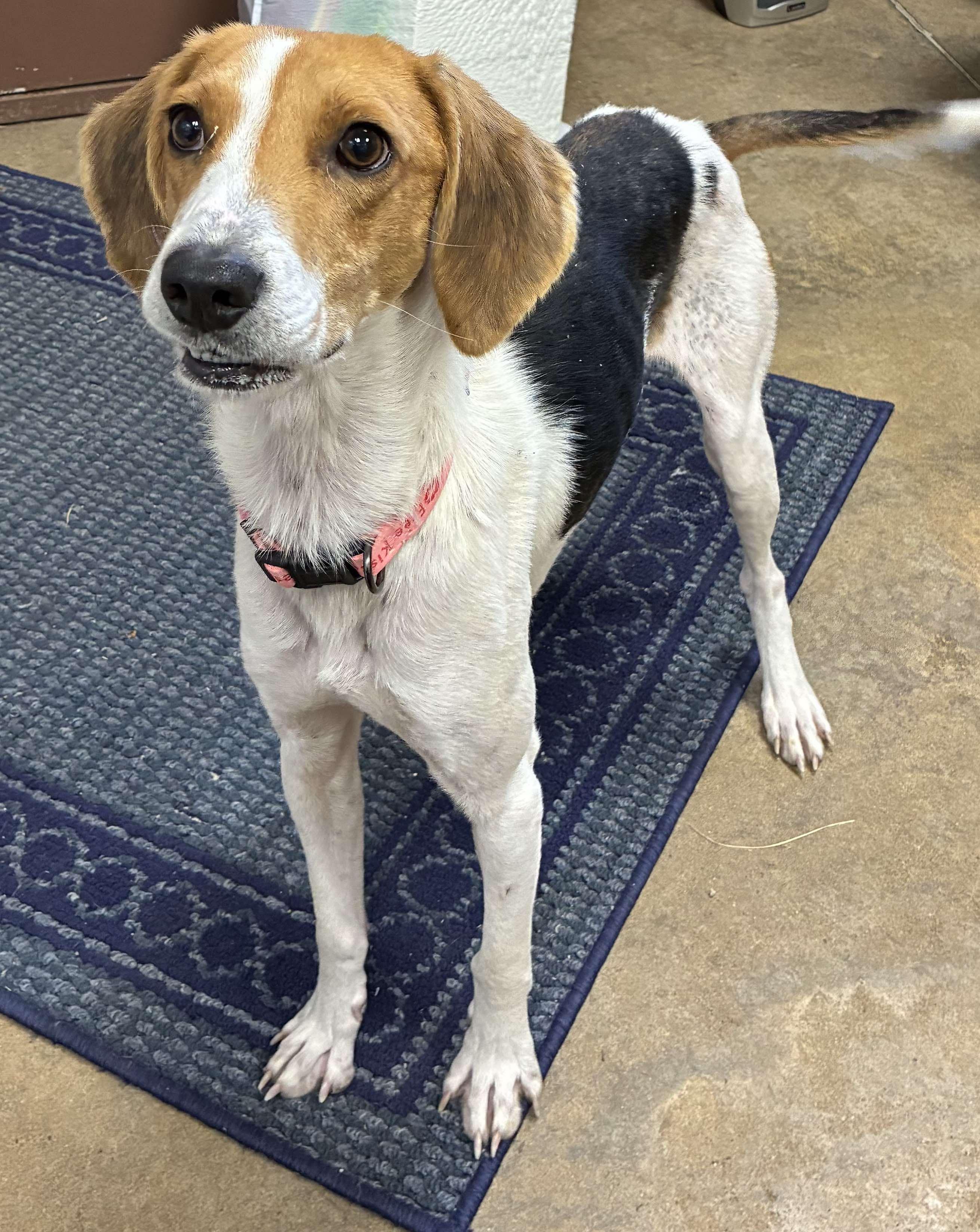 Goosie, a Adoptable mixed breed in Petersburg, IL image 2/5