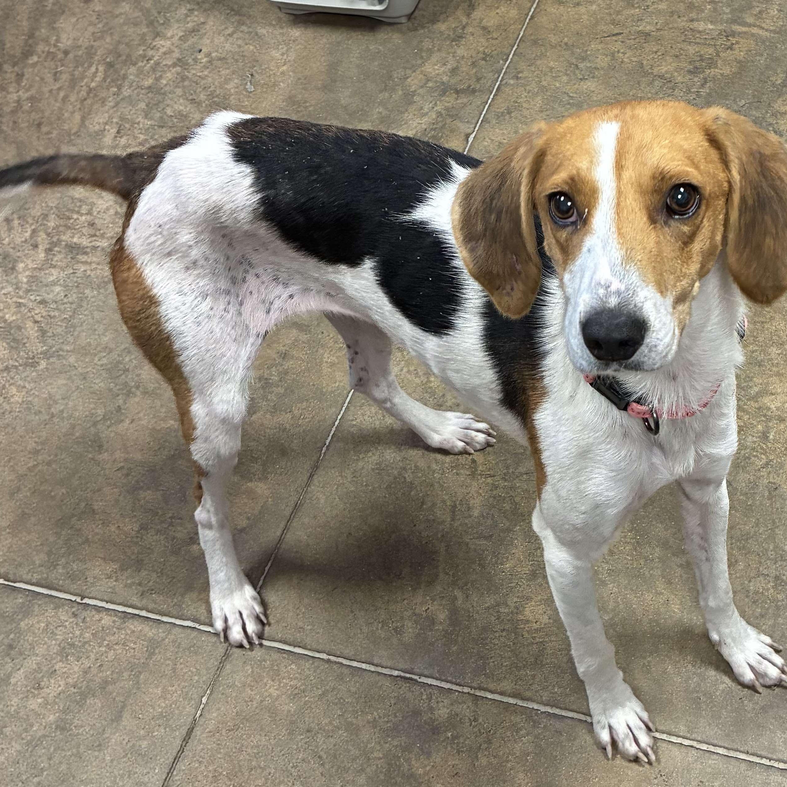 Goosie, a Adoptable mixed breed in Petersburg, IL image 5/5