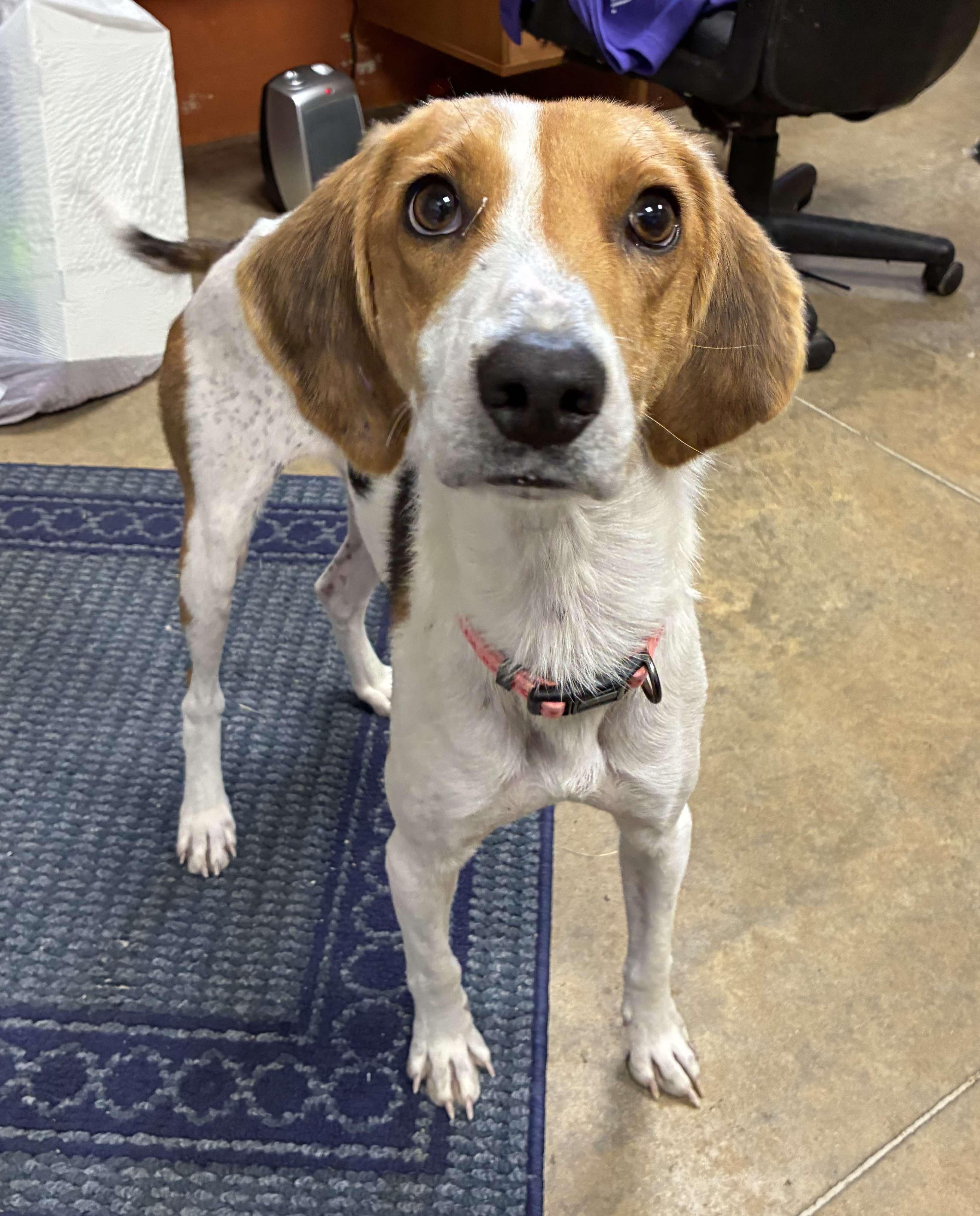 Goosie, a Adoptable mixed breed in Petersburg, IL image 4/5