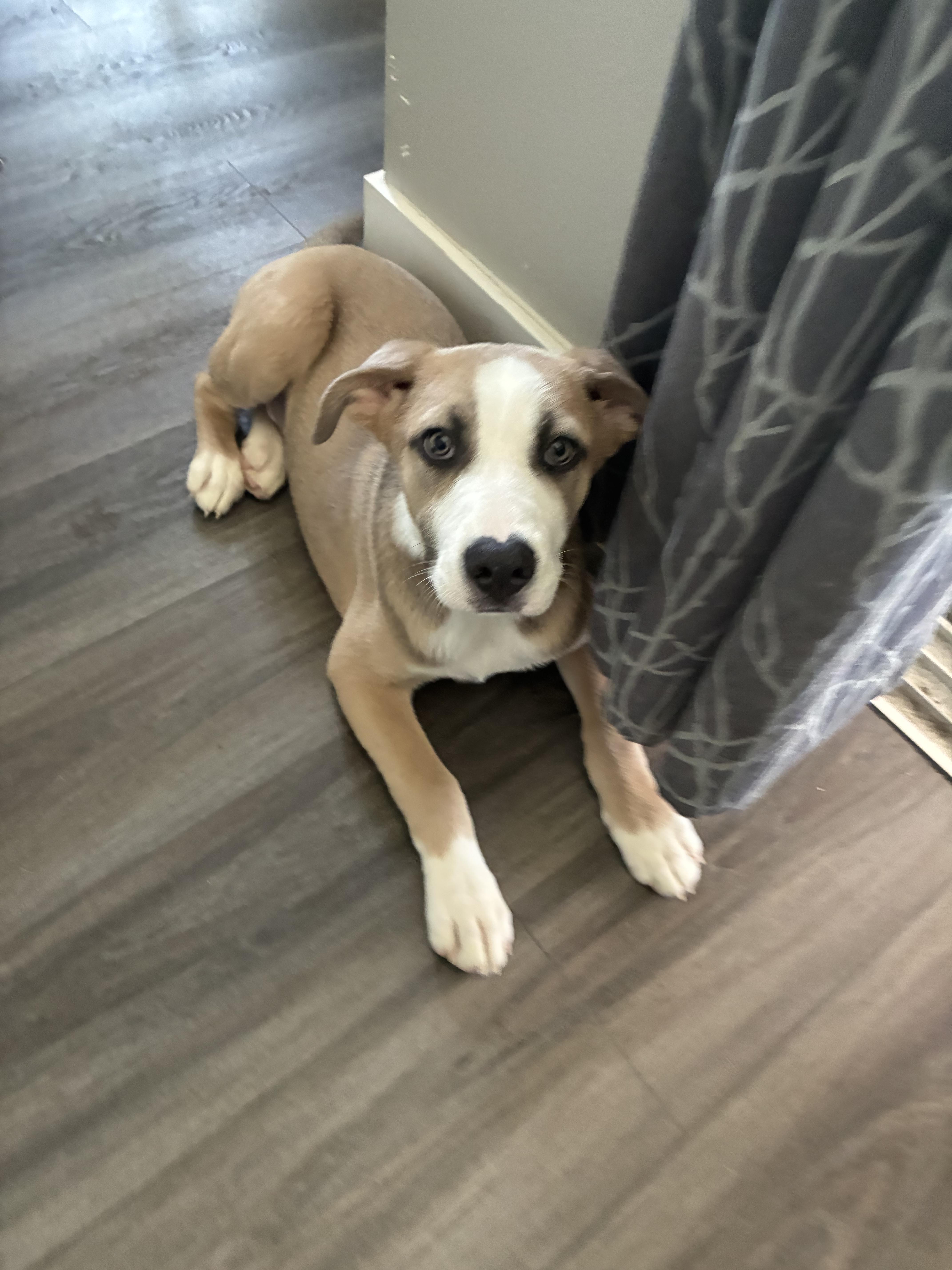 Carter, Adopted, Young Male Siberian Husky & Labrador Retriever.
