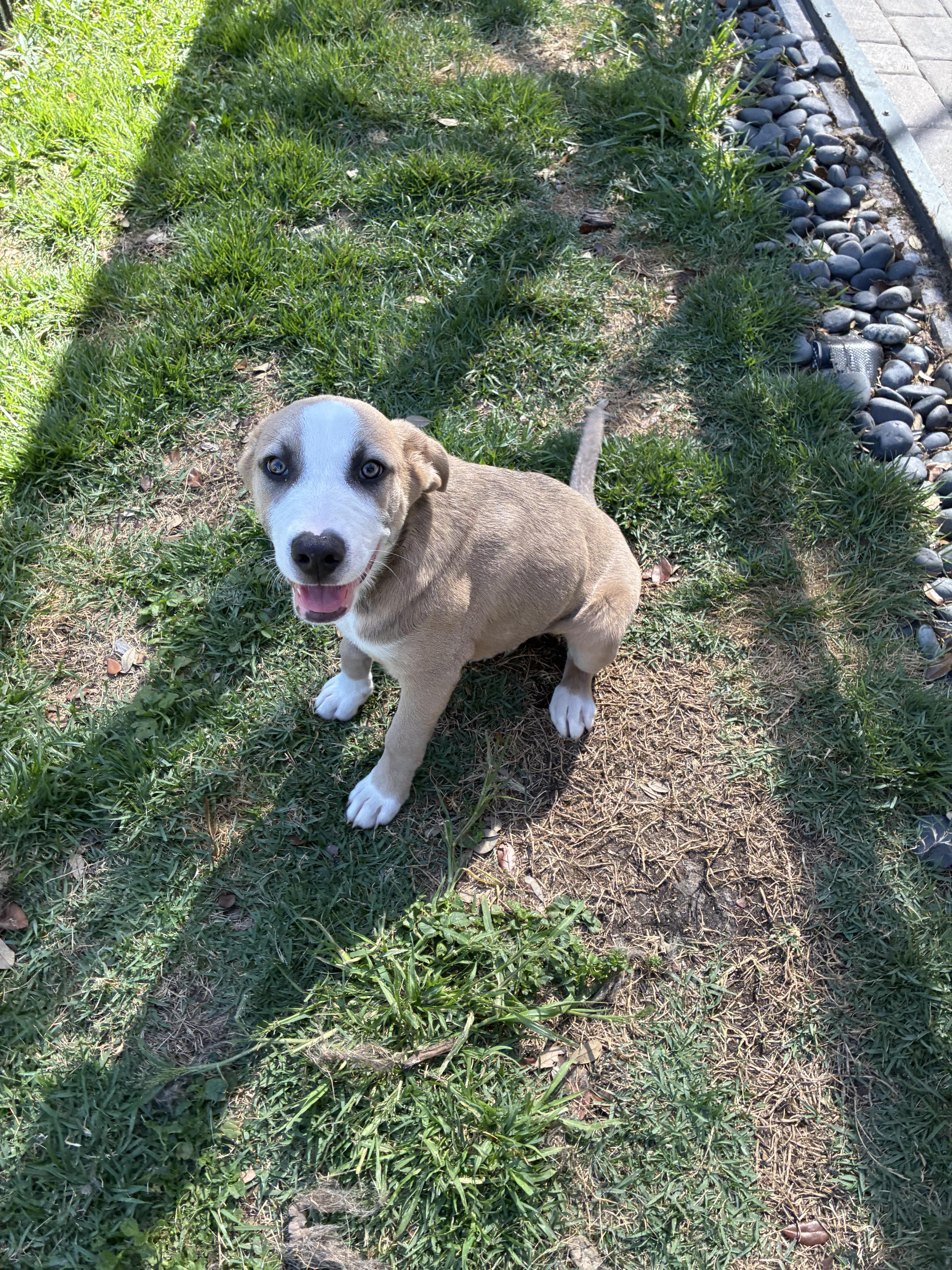 Enlarge Carter, a Adopted mixed breed in Bradenton, FL image 4/4
