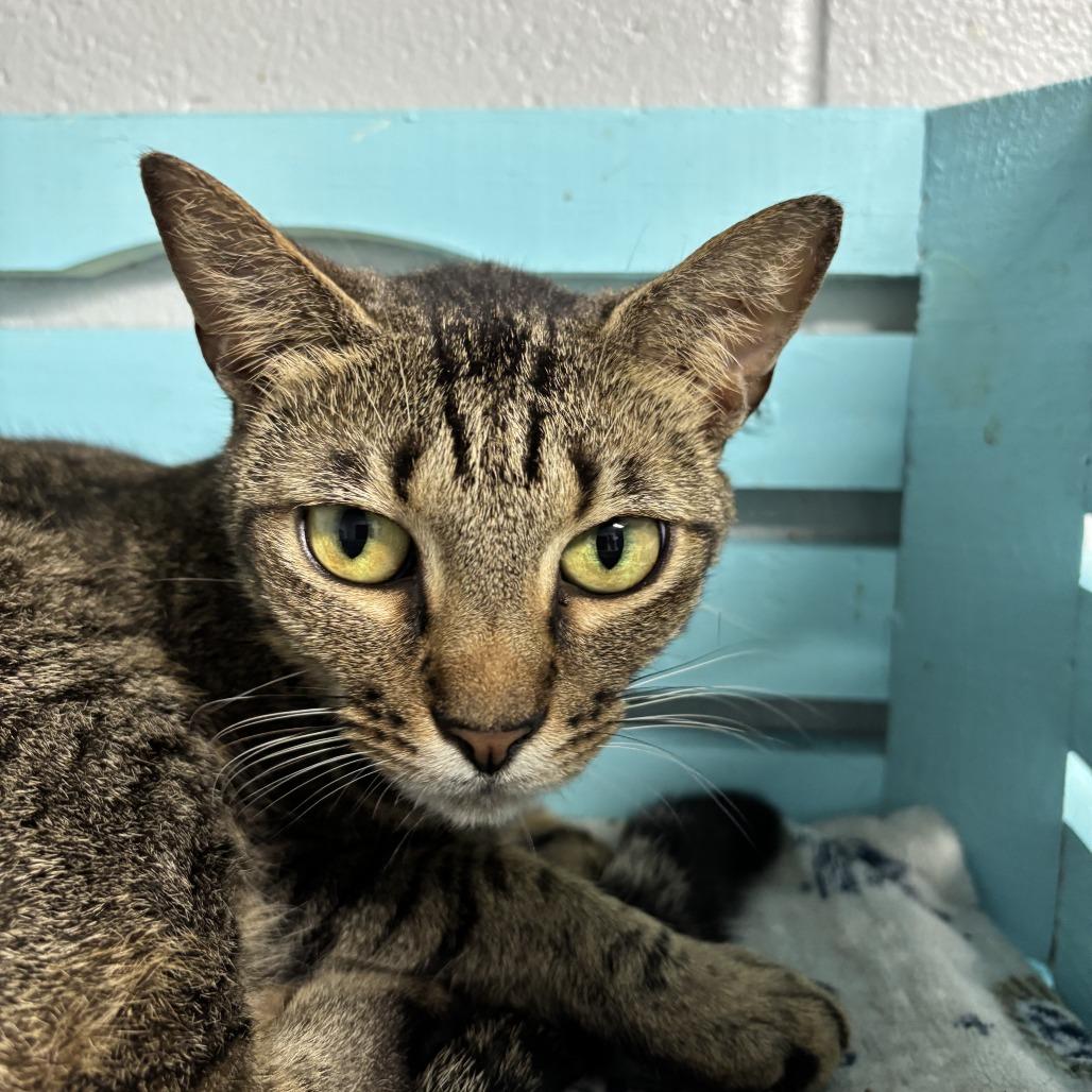 Segan, a Adoptable Domestic Short Hair in Enterprise, AL image 1/3