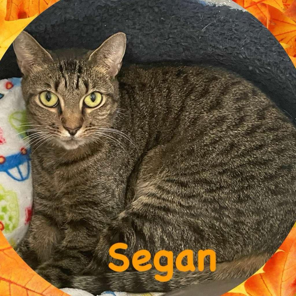 Segan, a Adoptable Domestic Short Hair in Enterprise, AL image 3/3