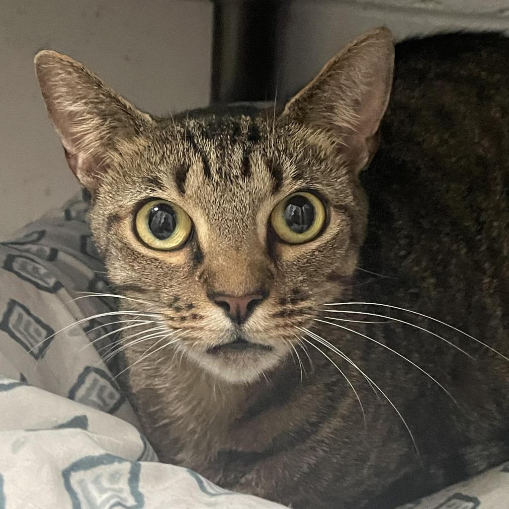 Segan, a Adoptable Domestic Short Hair in Enterprise, AL image 3/3