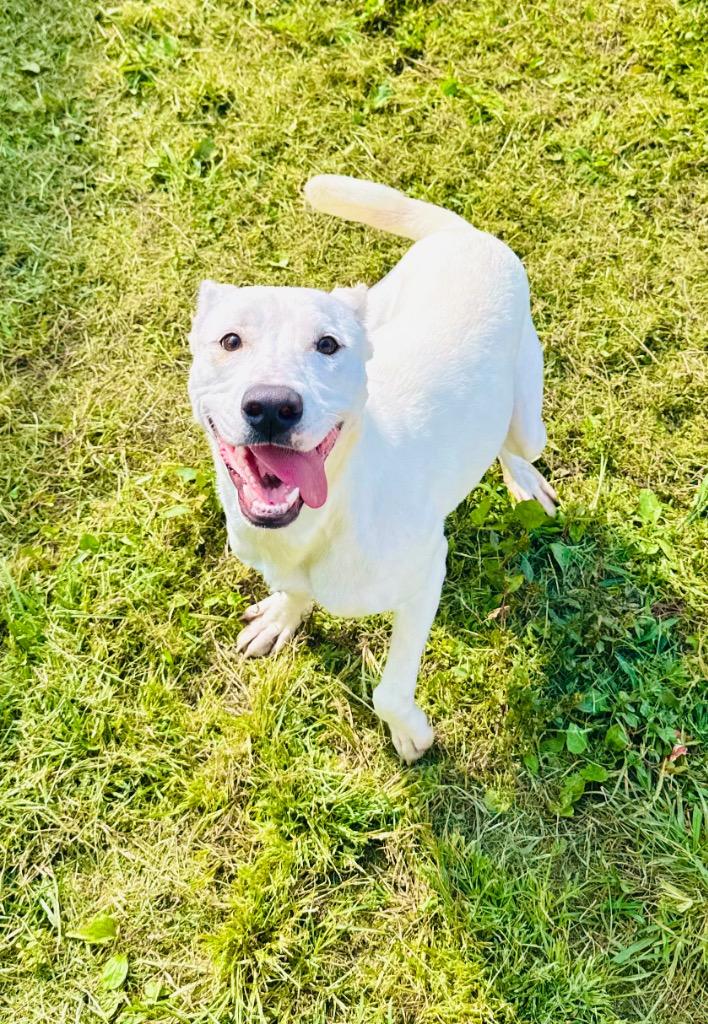 Enlarge Ghost, a Adopted mixed breed in Shelbyville, TN image 1/5