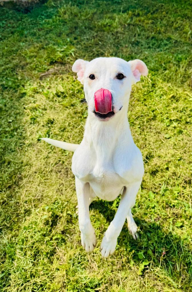 Enlarge Ghost, a Adopted mixed breed in Shelbyville, TN image 2/5