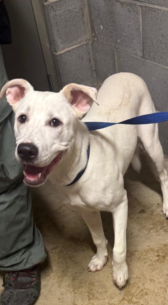 Enlarge Ghost, a Adopted mixed breed in Shelbyville, TN image 3/5