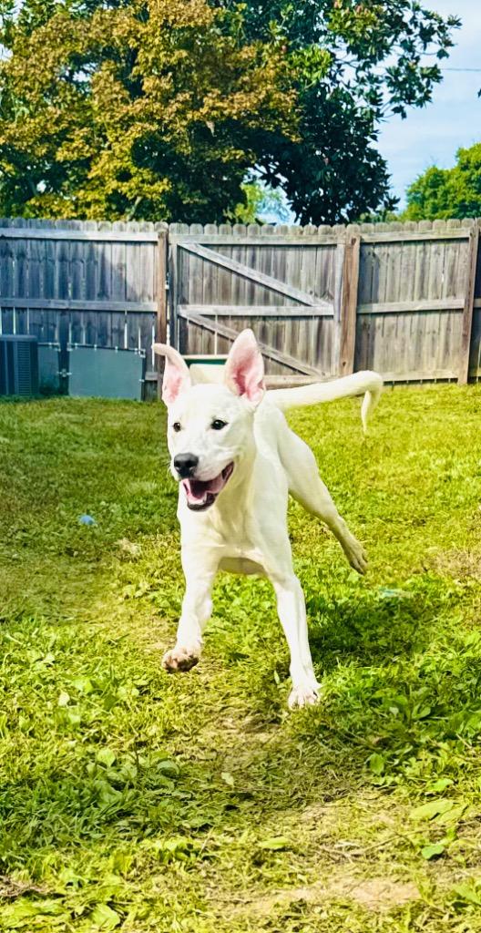 Enlarge Ghost, a Adopted mixed breed in Shelbyville, TN image 4/5