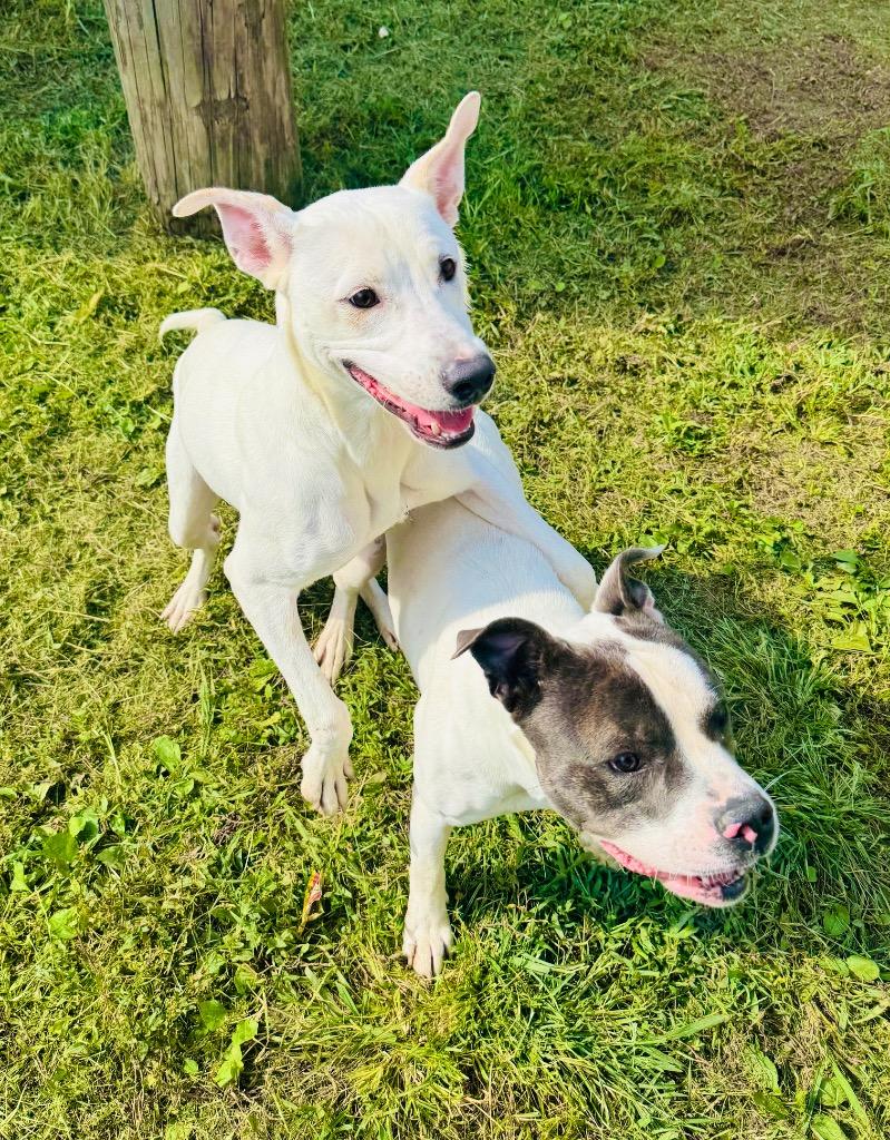 Enlarge Ghost, a Adopted mixed breed in Shelbyville, TN image 5/5