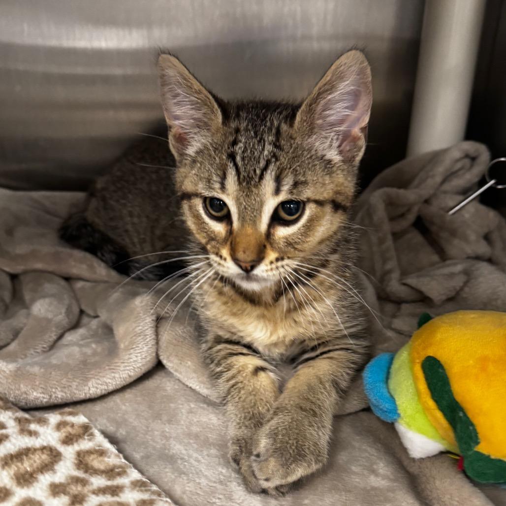 Enlarge Lock, a Adoptable Domestic Short Hair in Keizer, OR image 1/3