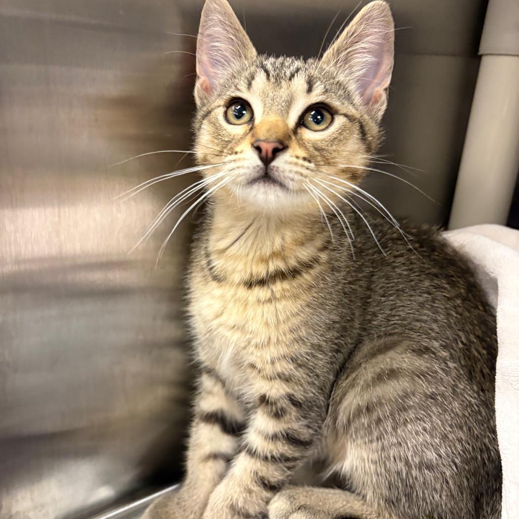 Enlarge Lock, a Adoptable Domestic Short Hair in Keizer, OR image 2/3