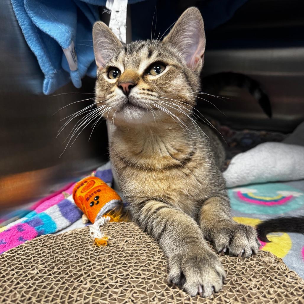 Enlarge Lock, a Adoptable Domestic Short Hair in Keizer, OR image 3/3