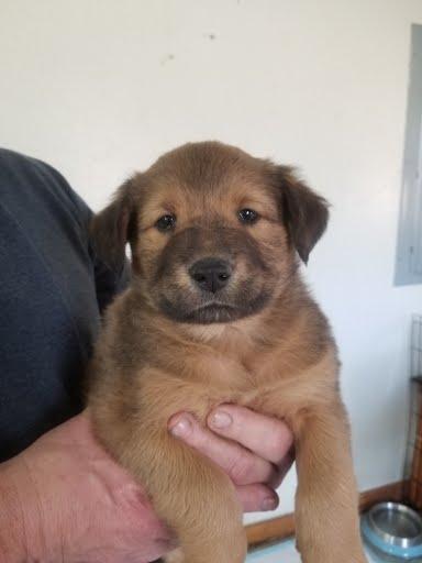 Enlarge Kristoff, a Adoptable mixed breed in Winter Park, CO image 1/1