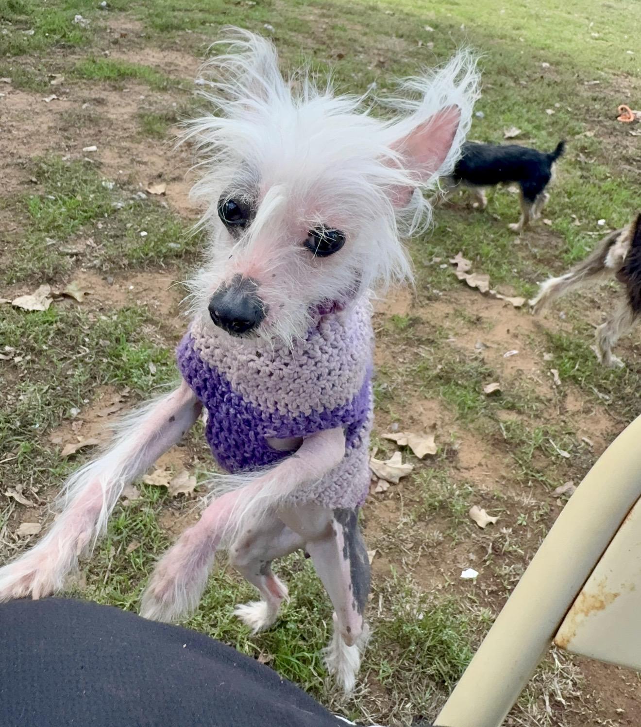 Enlarge Wheezer, a Adoptable Chinese Crested Dog in Pelham, NH image 6/6