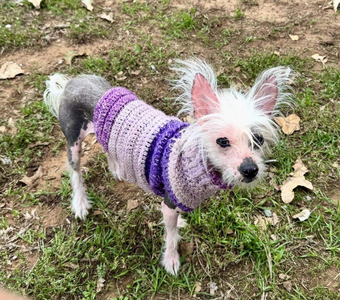 Enlarge Wheezer, a Adoptable Chinese Crested Dog in Pelham, NH image 5/6