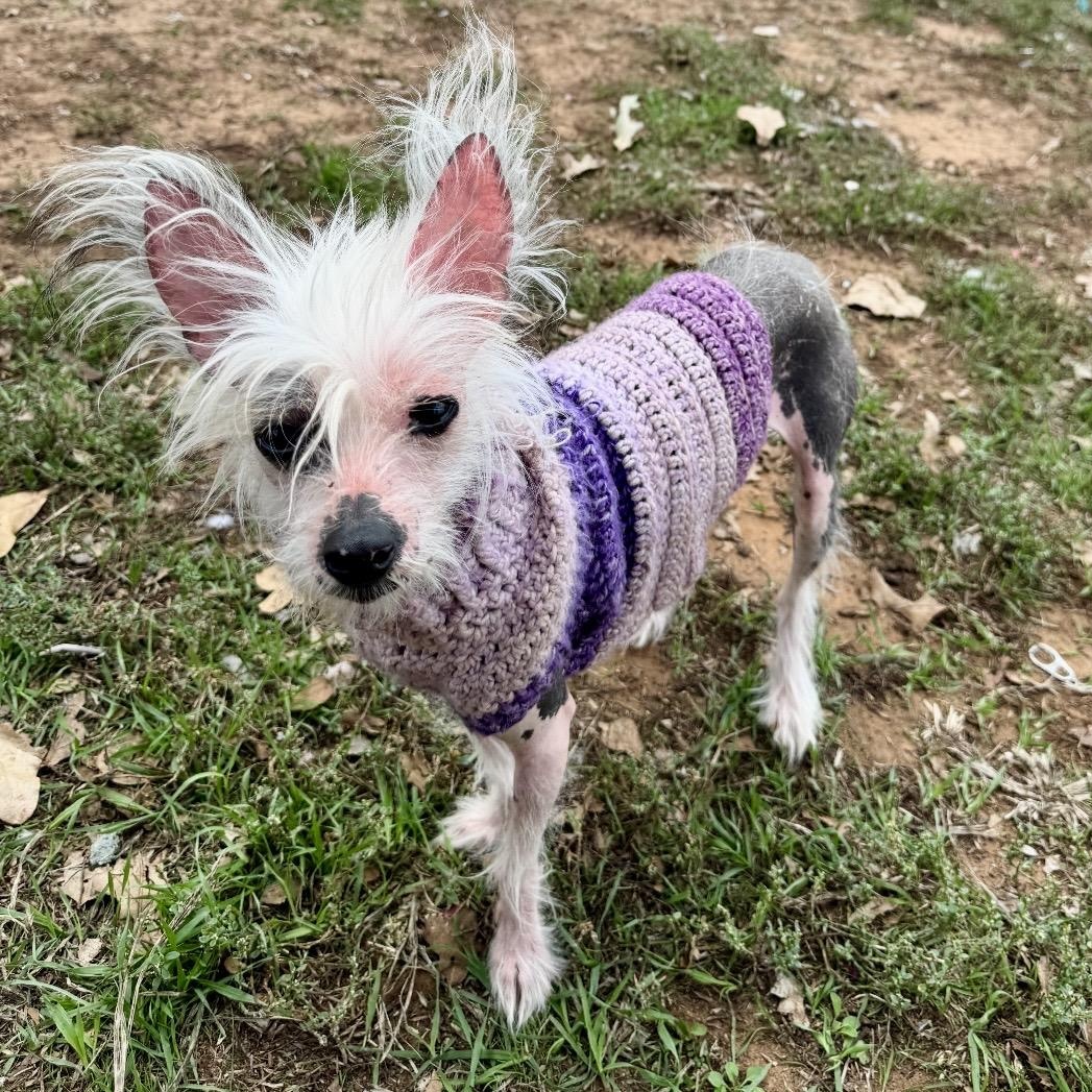 Wheezer, Adoptable, Puppy Female Chinese Crested Dog.