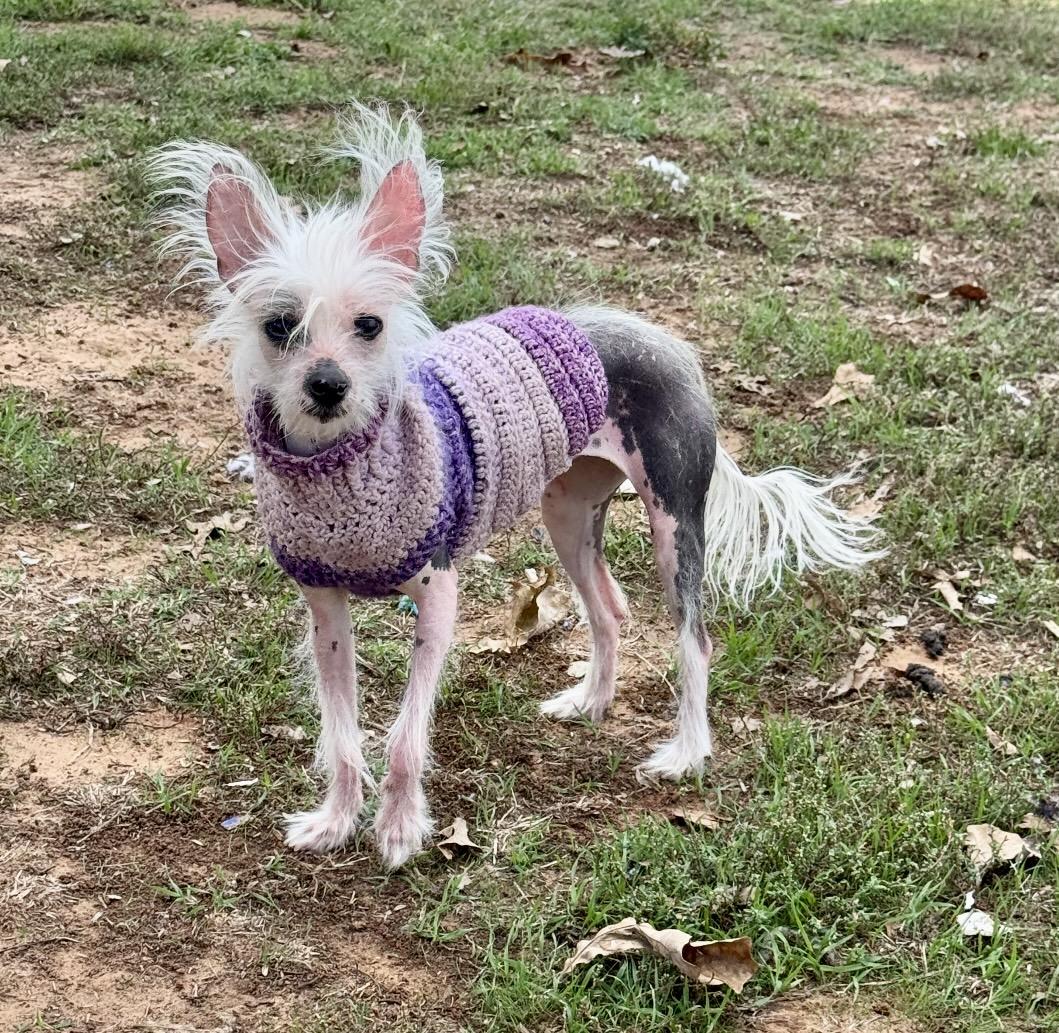 Enlarge Wheezer, a Adoptable Chinese Crested Dog in Pelham, NH image 3/6