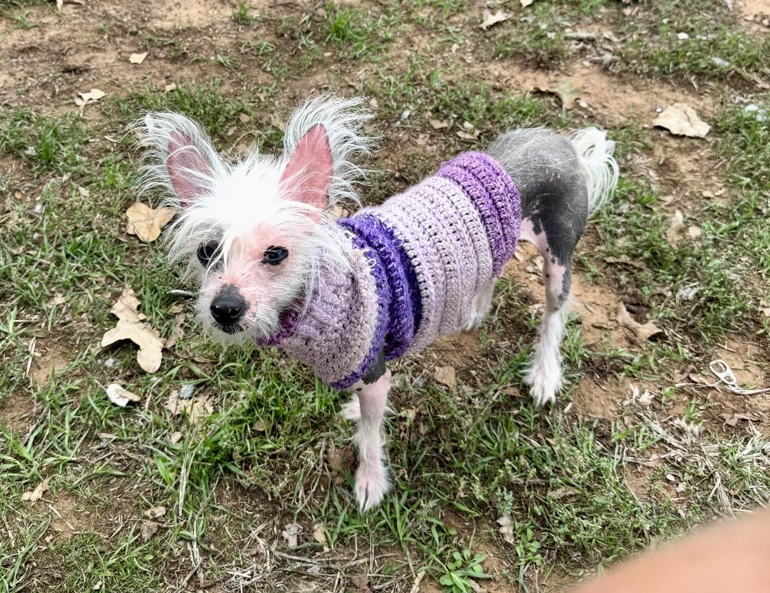 Enlarge Wheezer, a Adoptable Chinese Crested Dog in Pelham, NH image 4/6