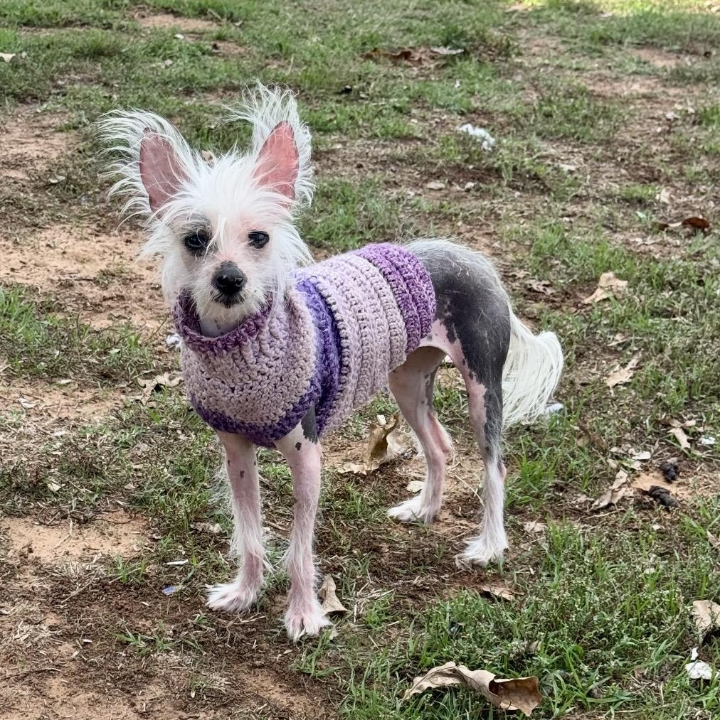 Enlarge Wheezer, a Adoptable Chinese Crested Dog in Pelham, NH image 2/6