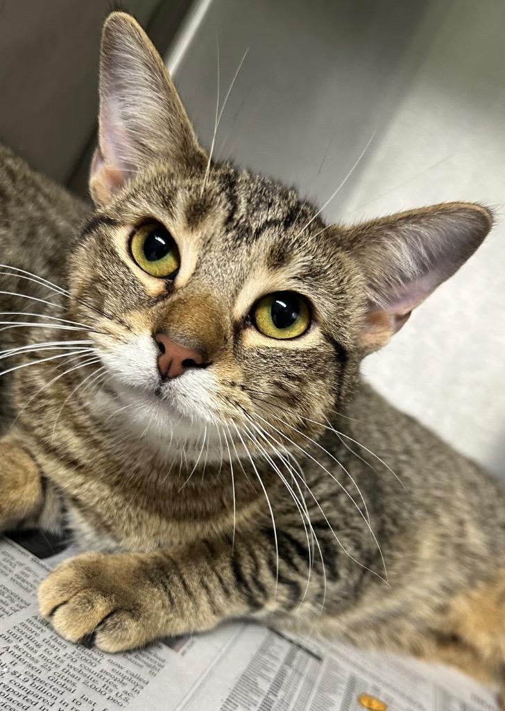 Pebbles, Adoptable, Kitten Female Domestic Short Hair.