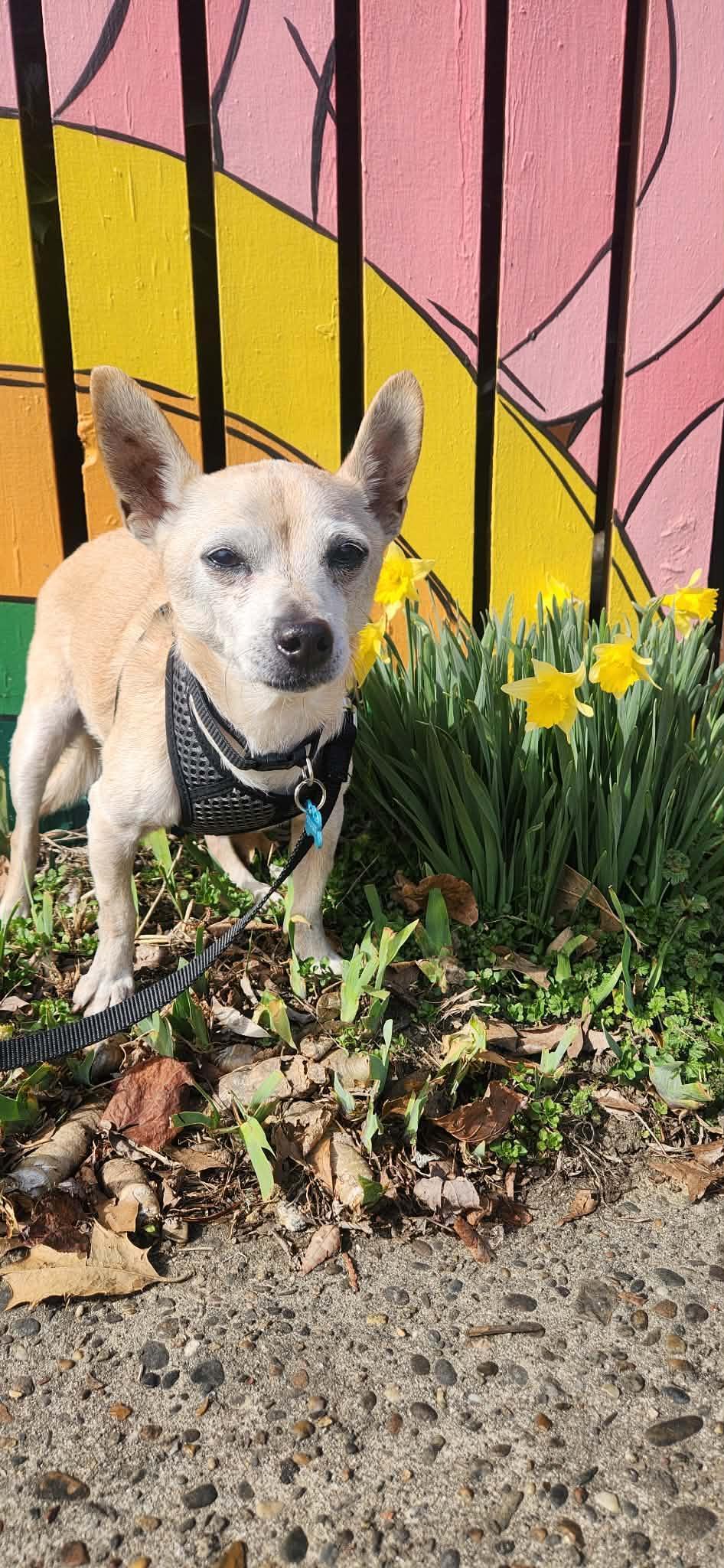 Stuart Little, ADOPTABLE, Senior Male Chihuahua.