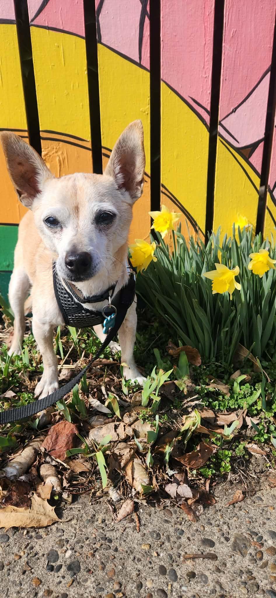Enlarge Stuart Little, a ADOPTABLE Chihuahua in Louisville, KY image 2/2