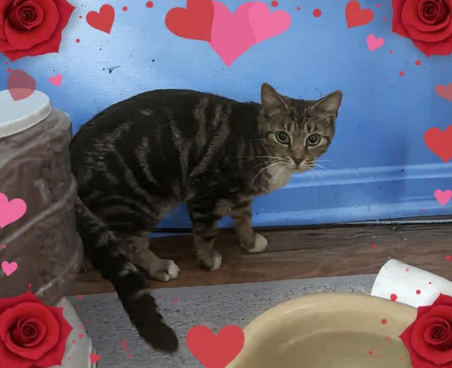 Brandie, ADOPTABLE, Adult Female Domestic Short Hair.