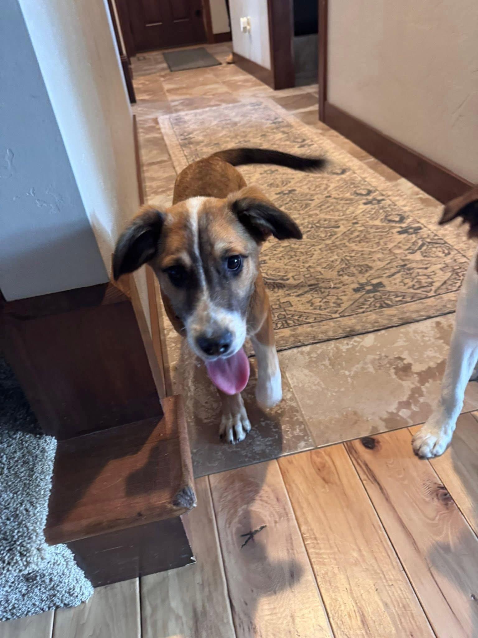 Ruthy, a Adoptable Terrier in New London, WI image 1/3