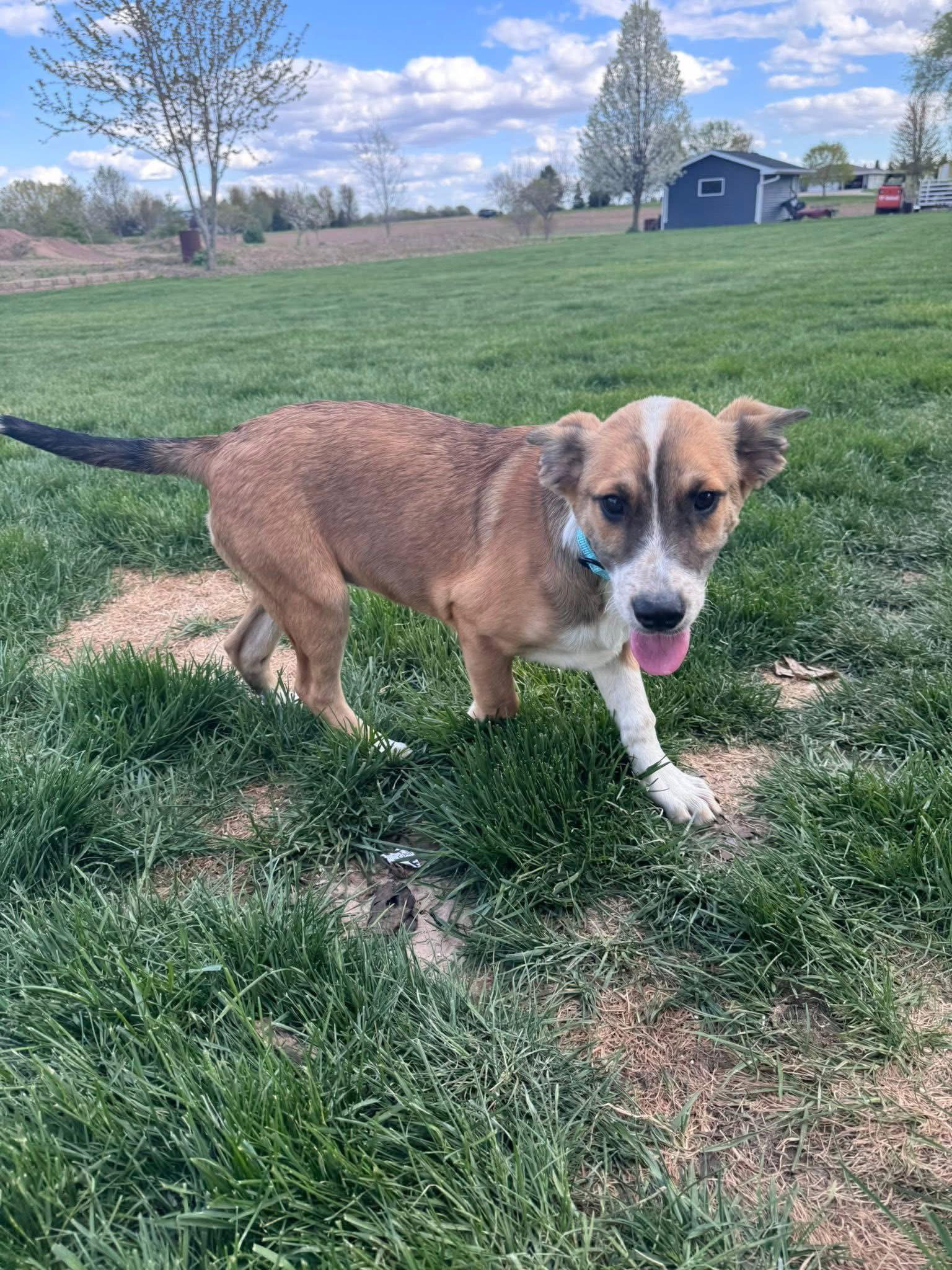 Ruthy, a Adoptable Terrier in New London, WI image 3/3