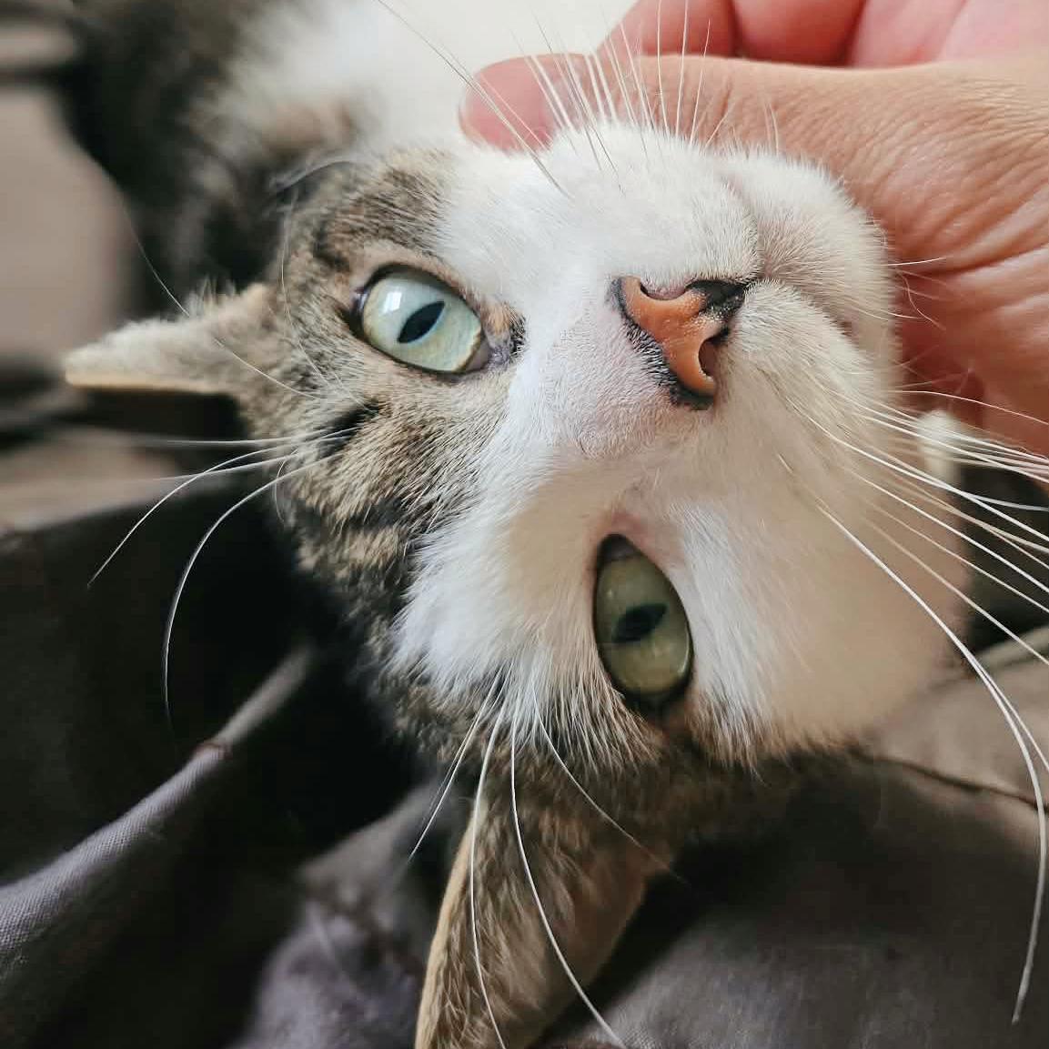 Dusty - Handsome Boi, a Adoptable Domestic Short Hair in Bronx, NY image 4/6