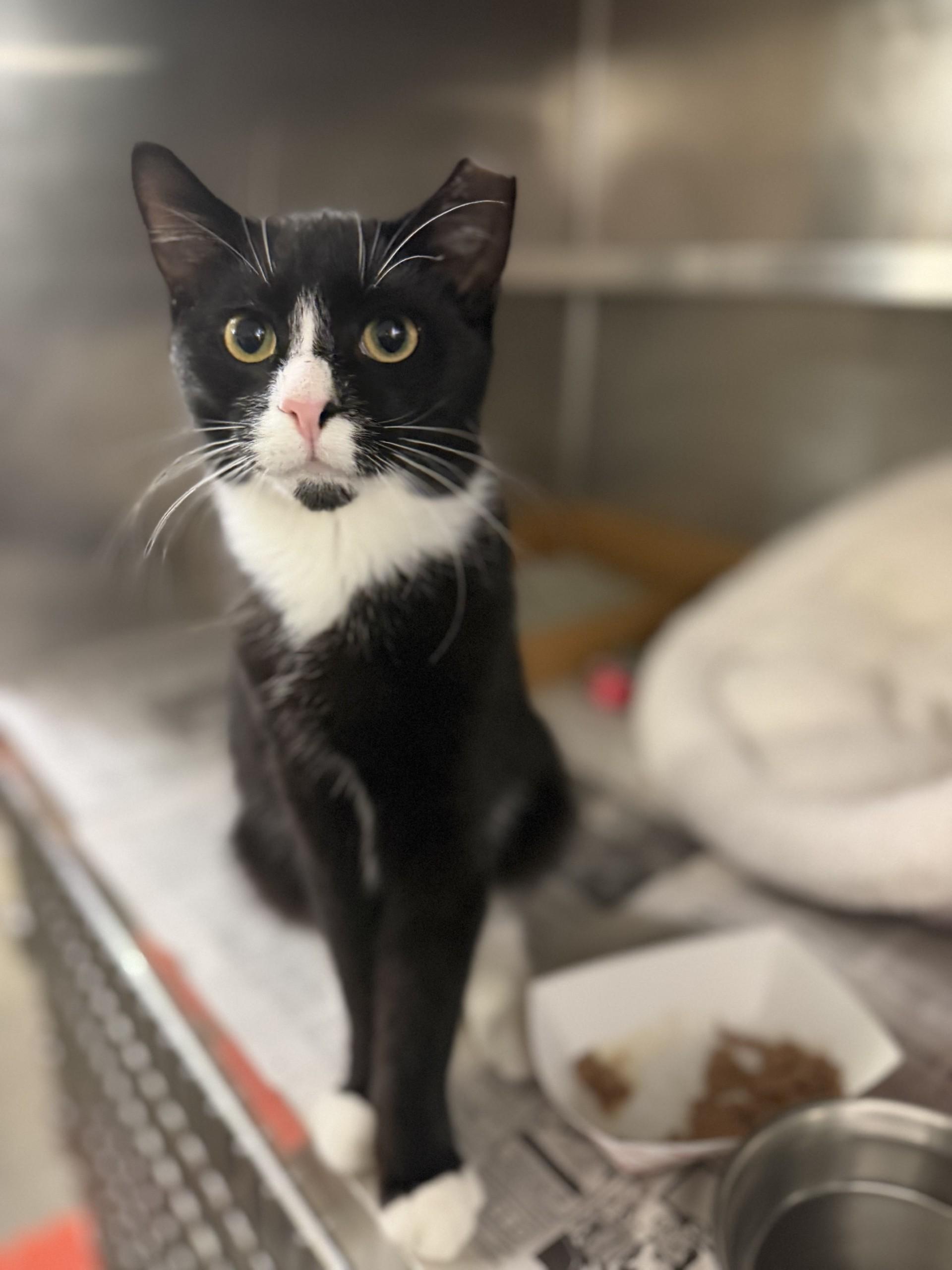 Enlarge Russell, a Adoptable Domestic Short Hair in West Haven, CT image 1/1