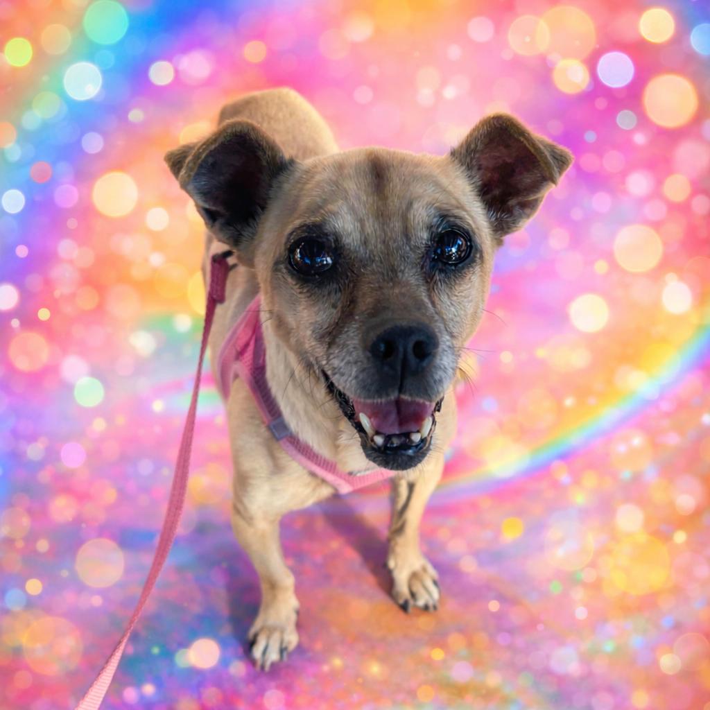 Maddie, a ADOPTABLE mixed breed in Camarillo, CA image 1/4