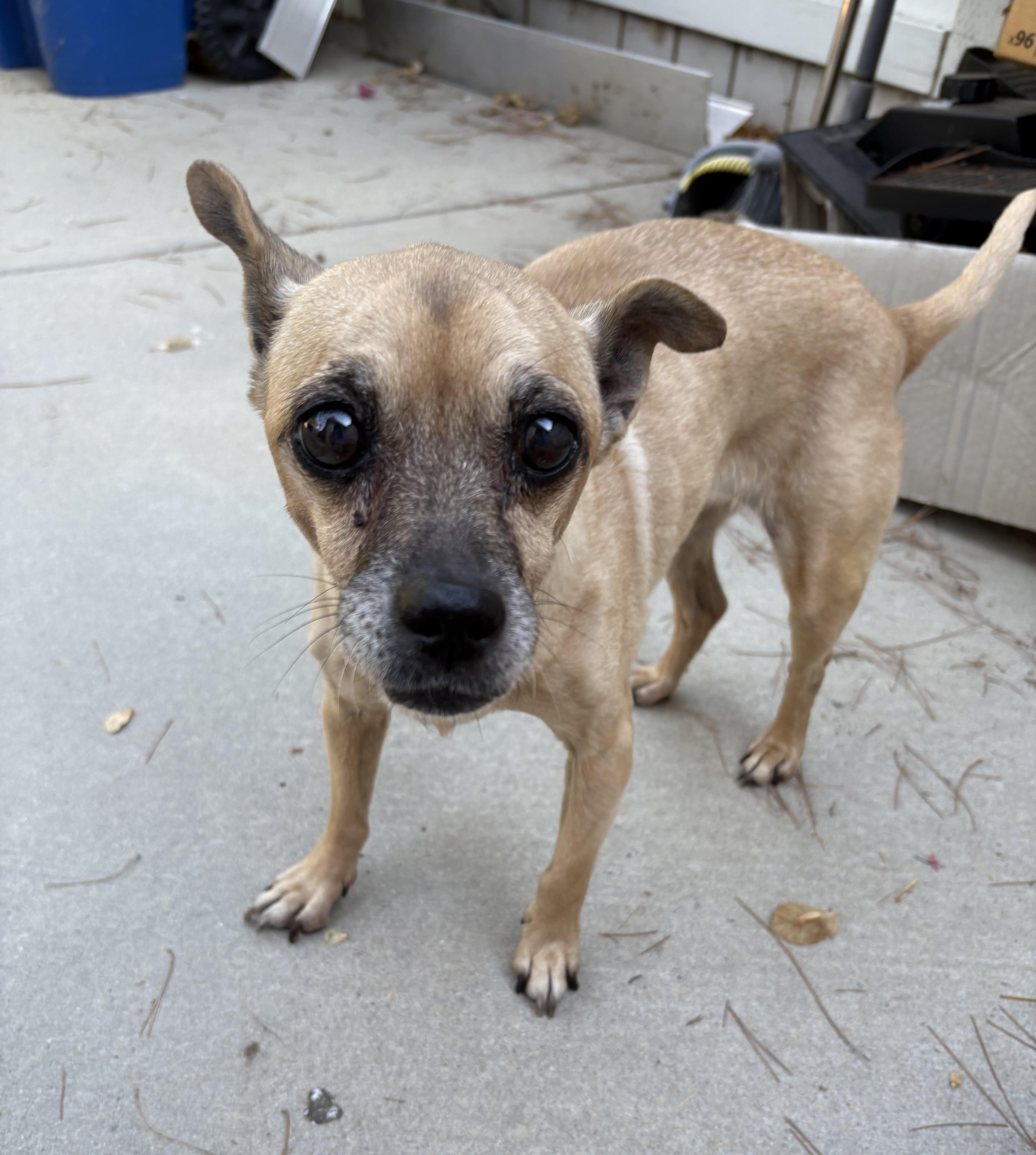 Maddie, a ADOPTABLE mixed breed in Camarillo, CA image 3/4