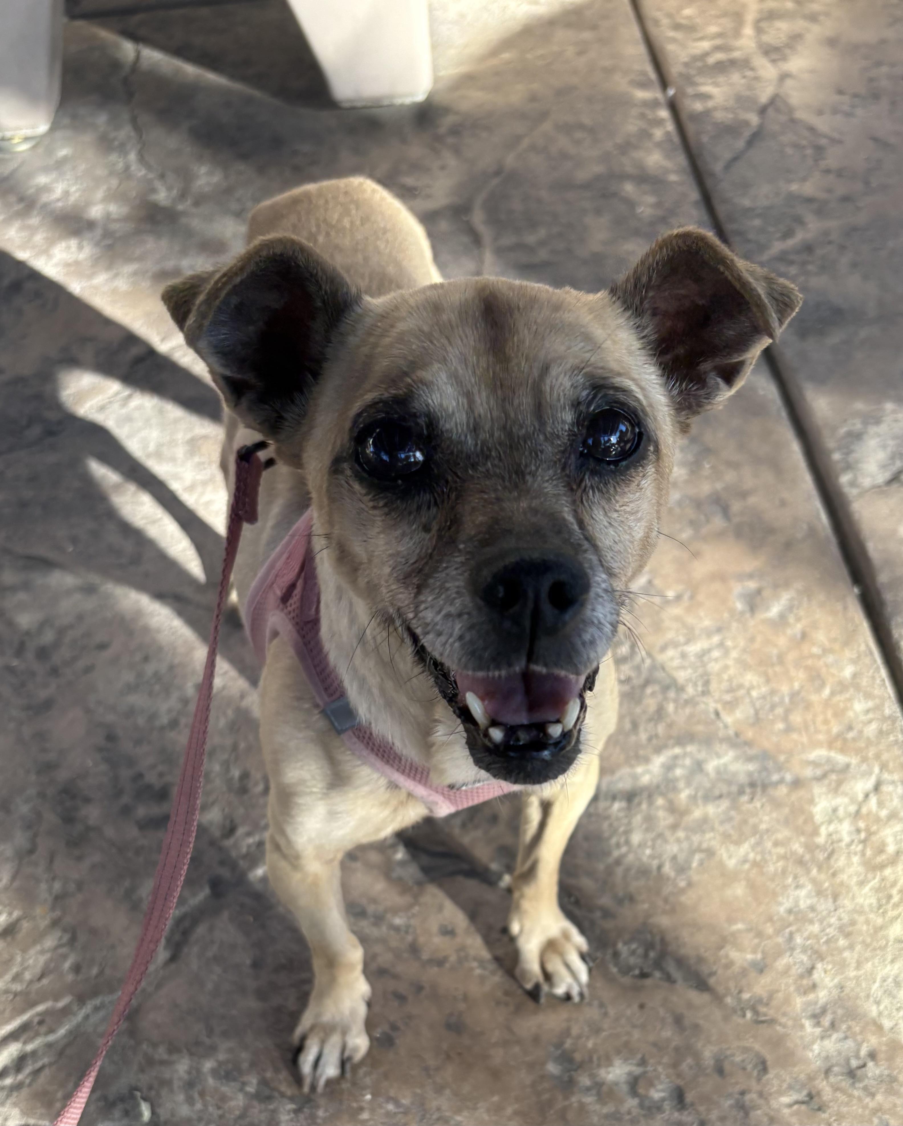Maddie, a ADOPTABLE mixed breed in Camarillo, CA image 2/4