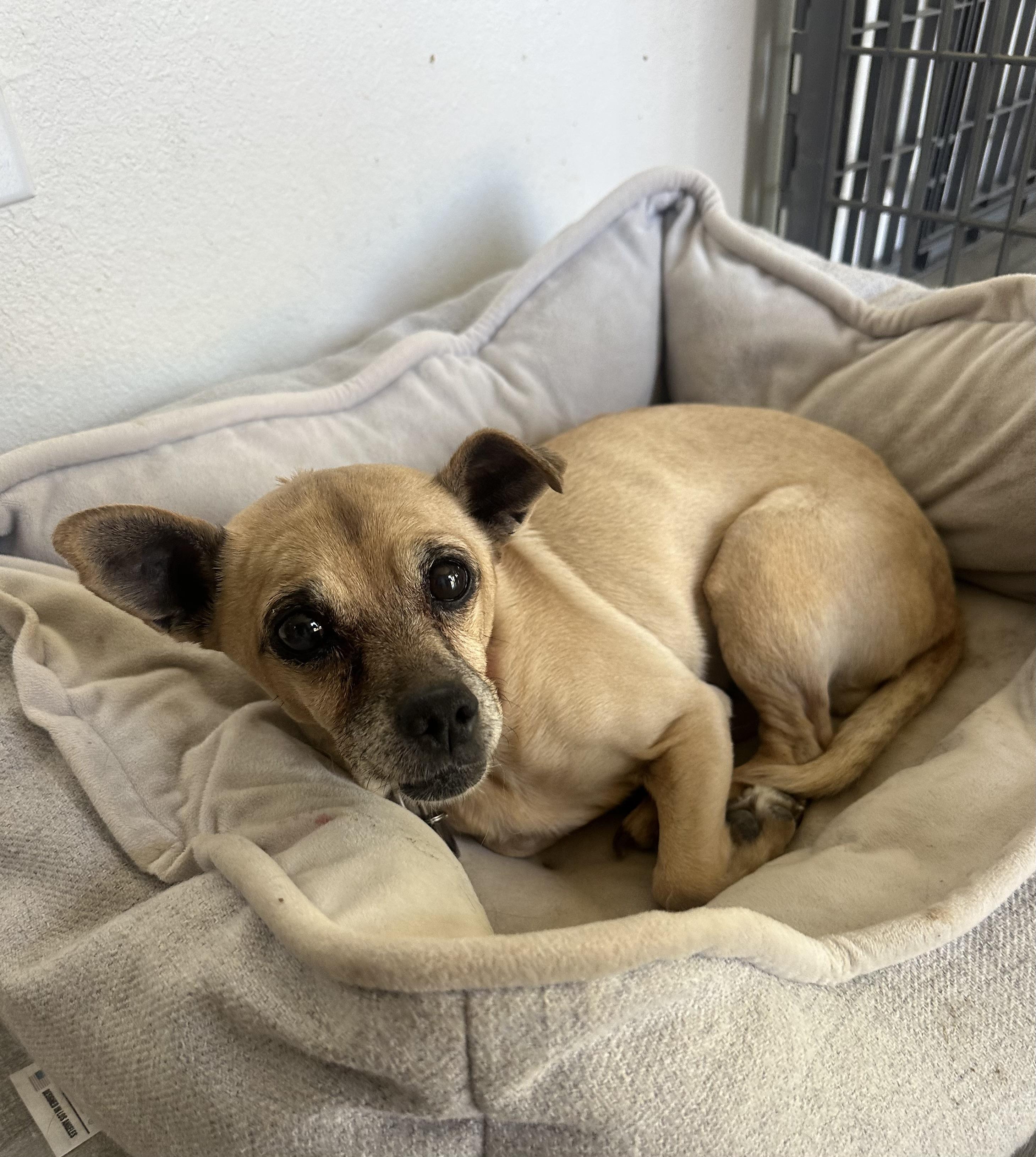 Maddie, a ADOPTABLE mixed breed in Camarillo, CA image 4/4
