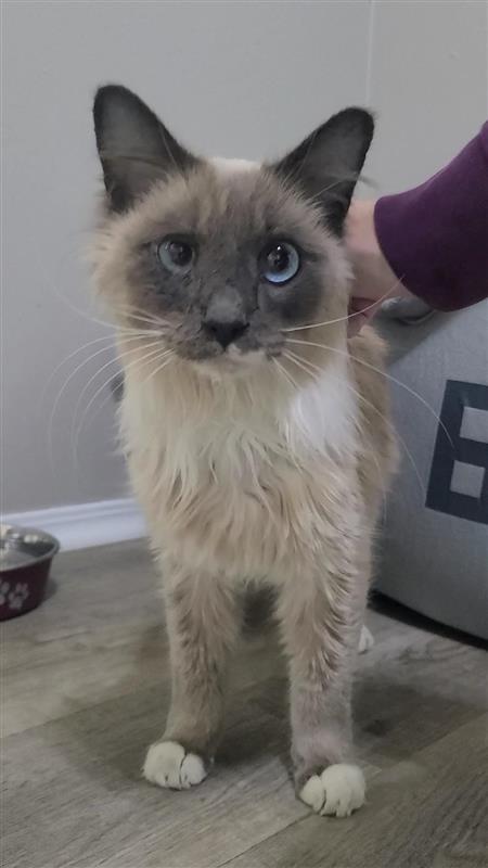 Tofu, Adoptable, Senior Male Siamese.