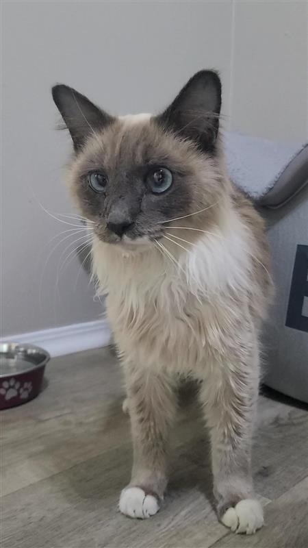 Enlarge Tofu, a Adoptable Siamese in Fayetteville, AR image 2/2
