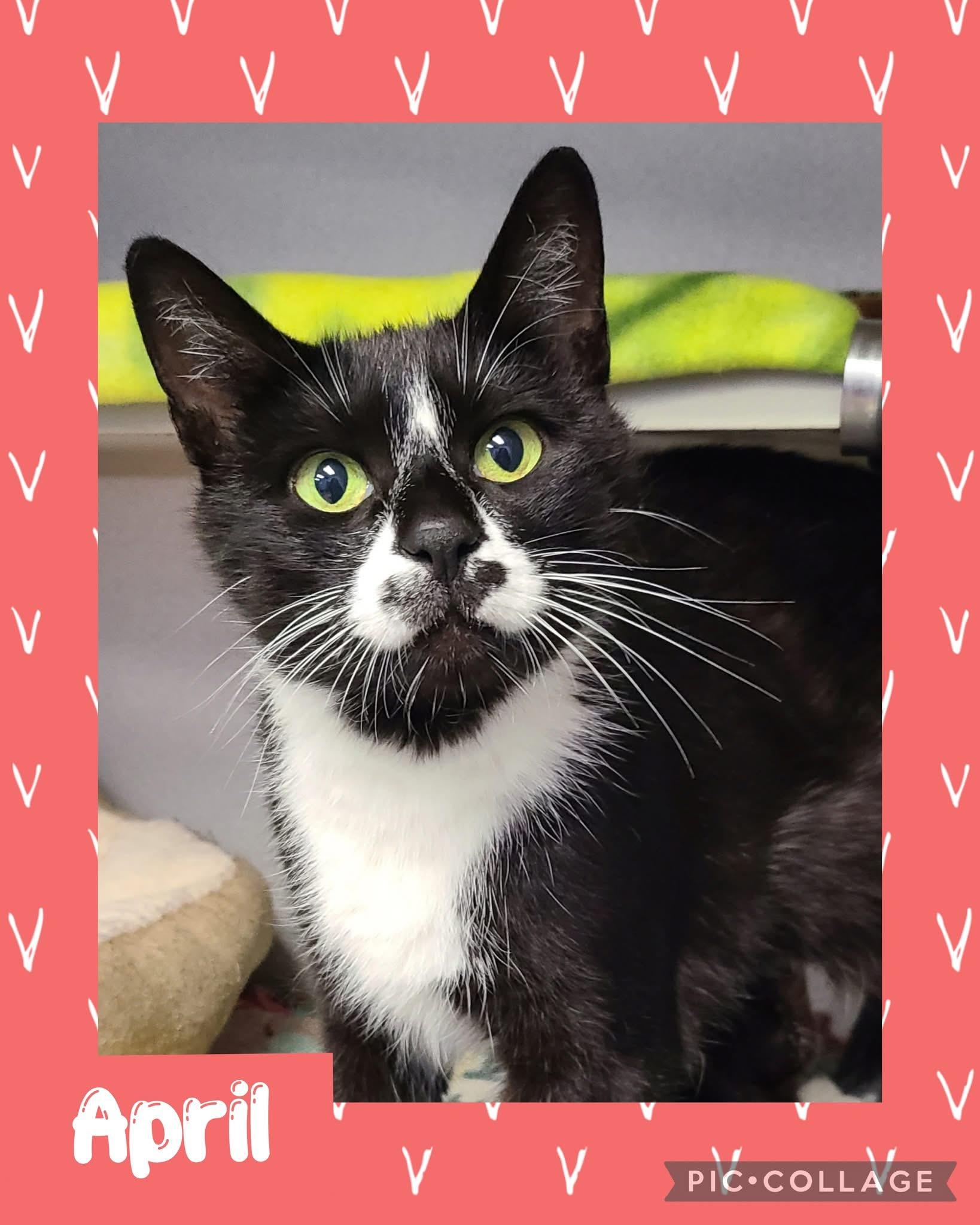April, an adoptable Domestic Short Hair in Iron River, MI, 49935 | Photo Image 1