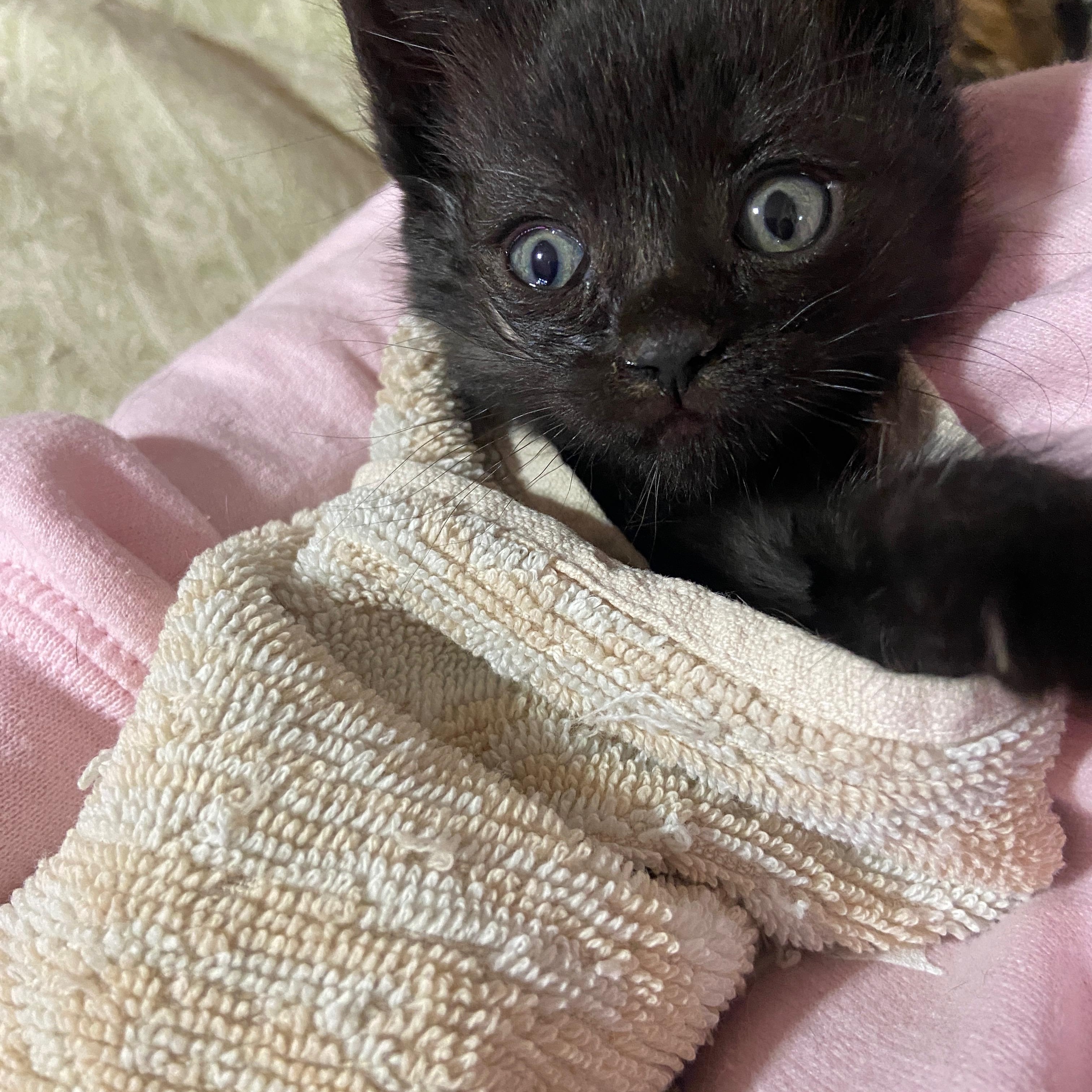 Poppyseed, Baby Female Domestic Short Hair