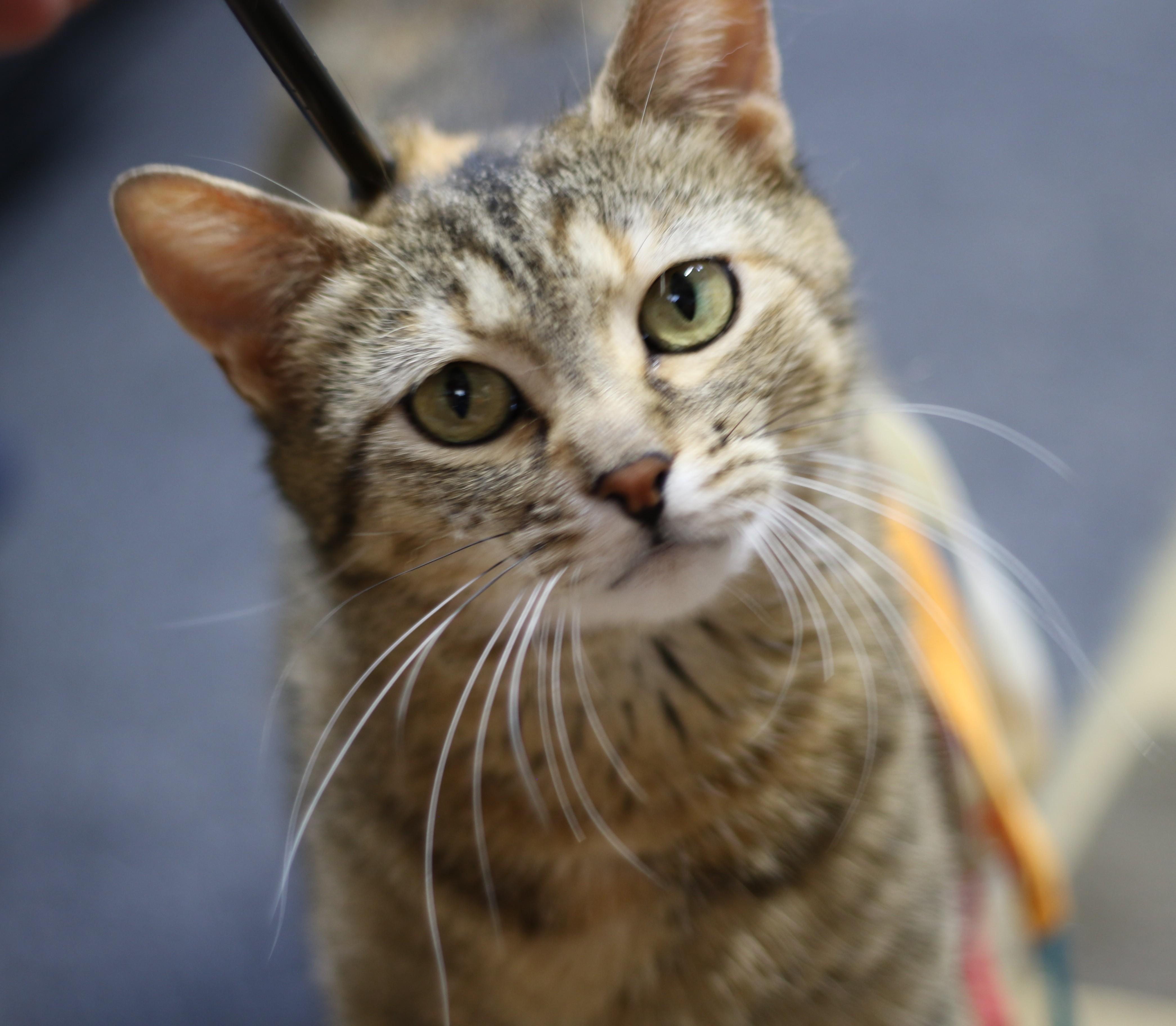 Tamira, an adoptable Torbie in Cut Bank, MT, 59427 | Photo Image 3