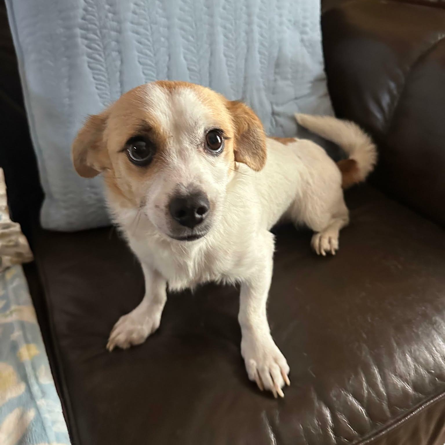 Enlarge Jojo, a Adoptable mixed breed in Dallas, TX image 3/3