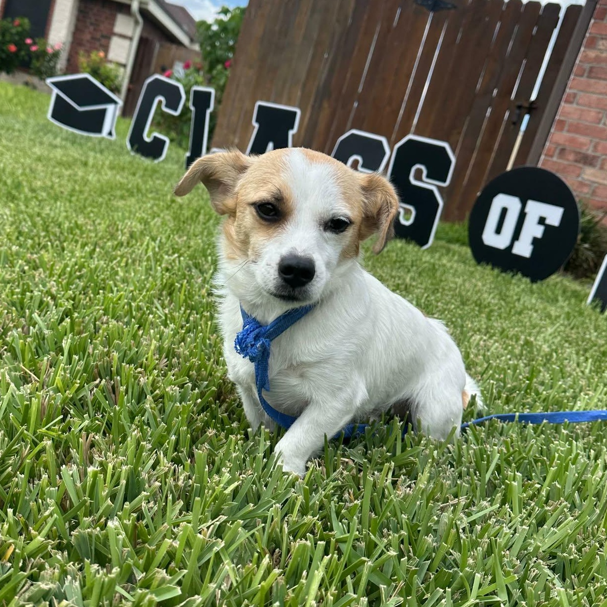 Enlarge Jojo, a Adoptable mixed breed in Dallas, TX image 1/3