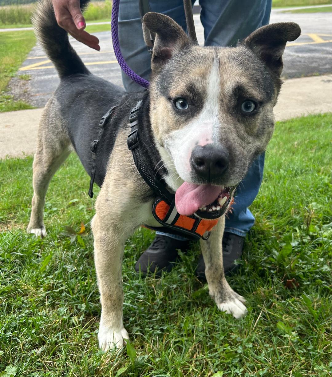 Freddy, Adoptable, Young Male Husky.