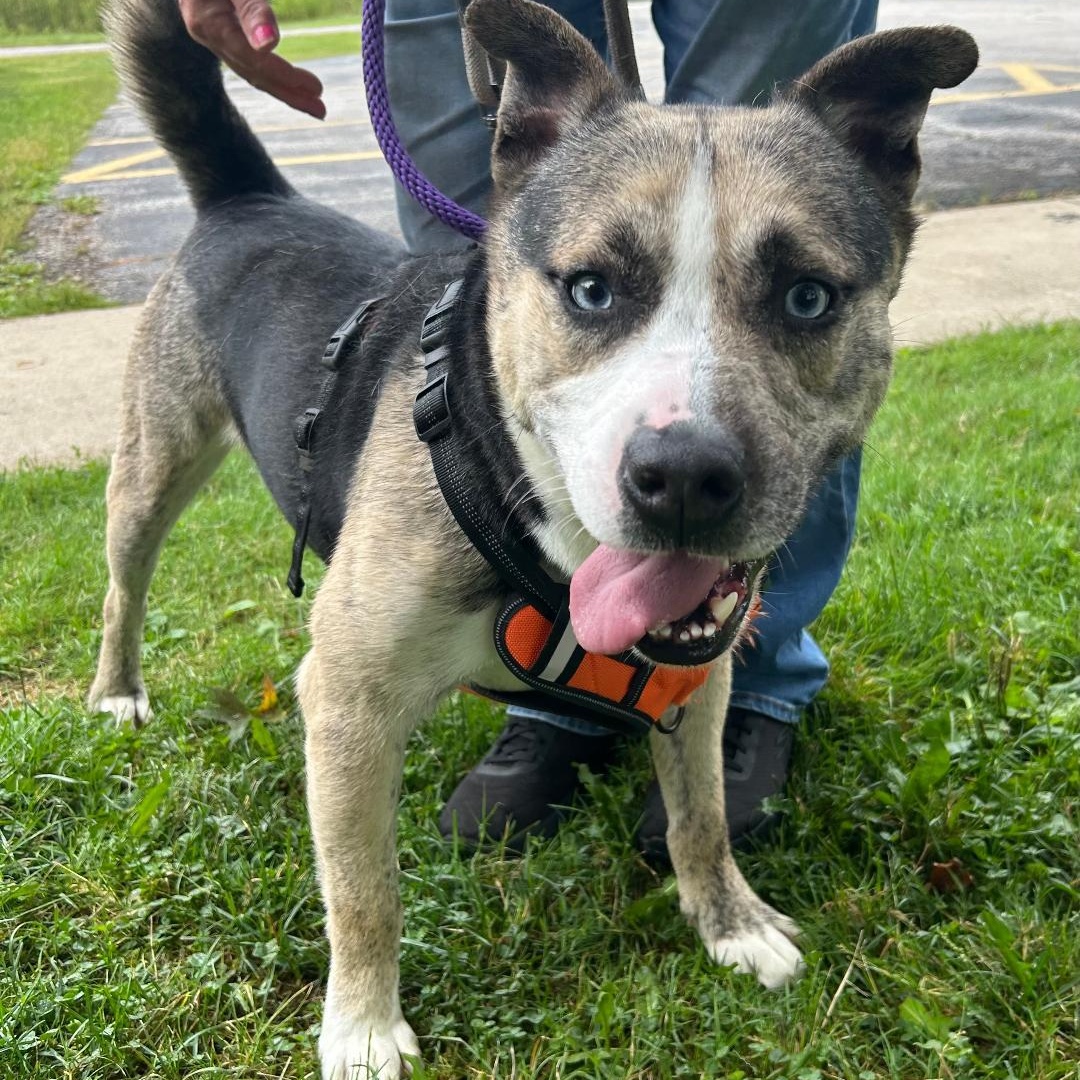 Enlarge Freddy, a Adoptable mixed breed in Medina, OH image 3/6