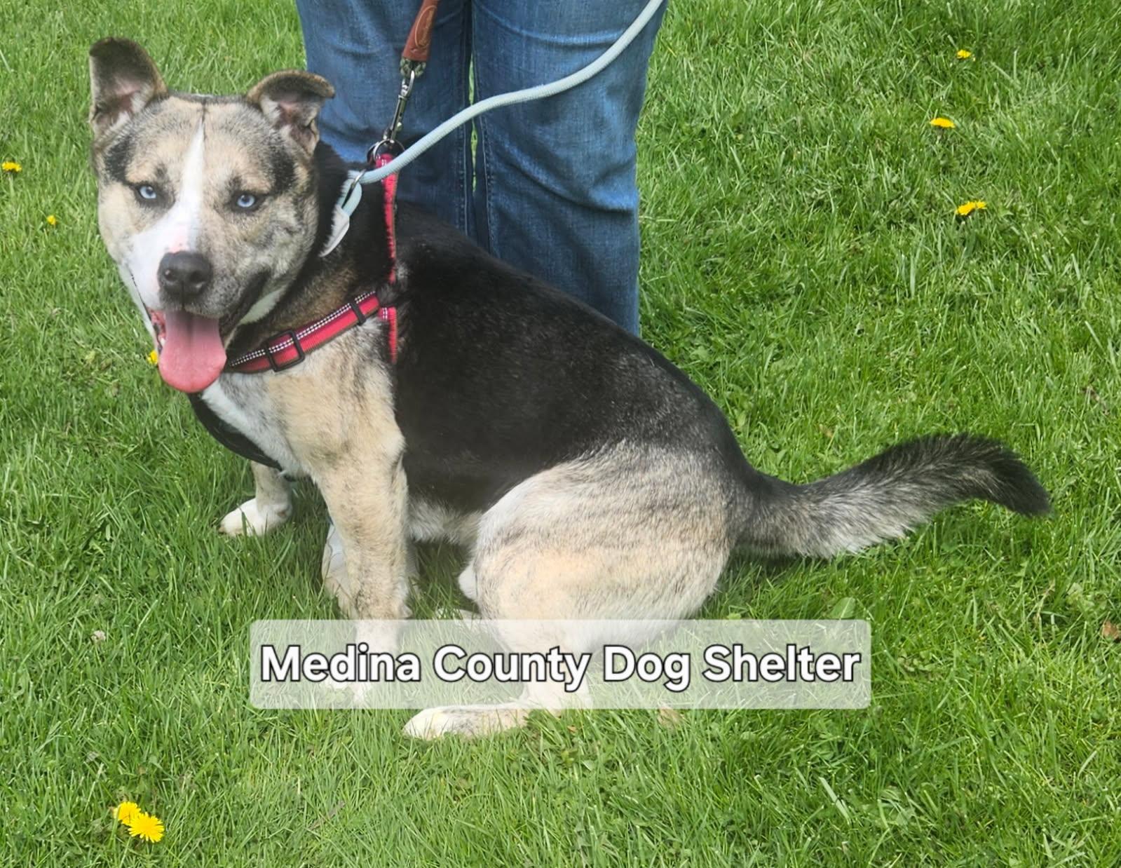 Enlarge Freddy, a Adoptable mixed breed image 5/5