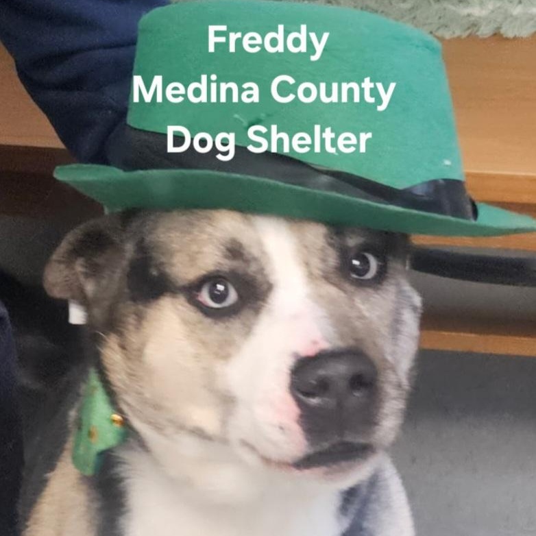 Freddy, Adoptable, Young Male Husky.