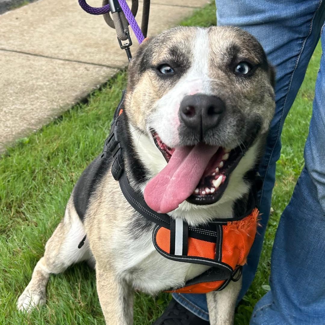 Enlarge Freddy, a Adoptable mixed breed in Medina, OH image 2/6