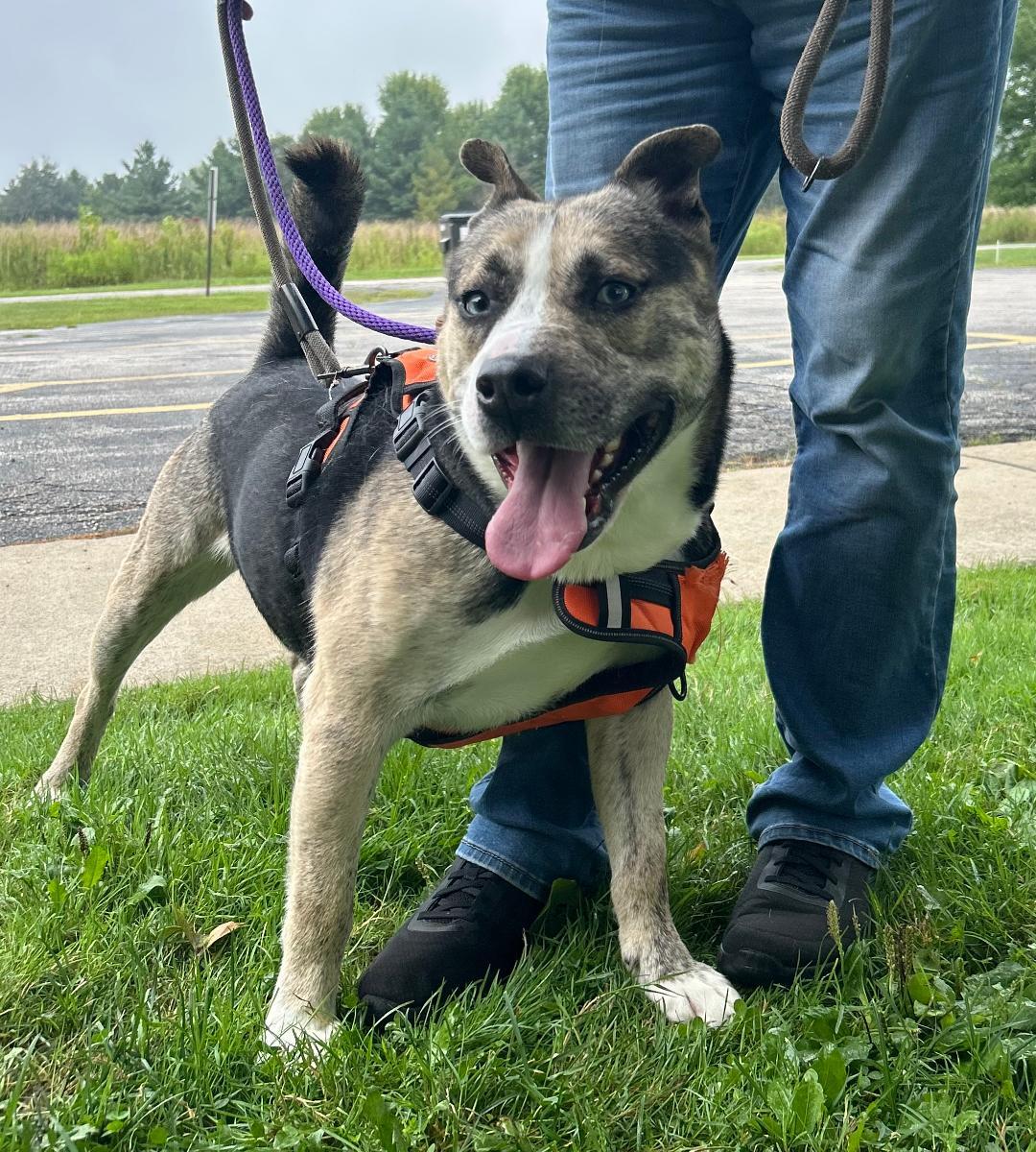 Enlarge Freddy, a Adoptable mixed breed image 2/5