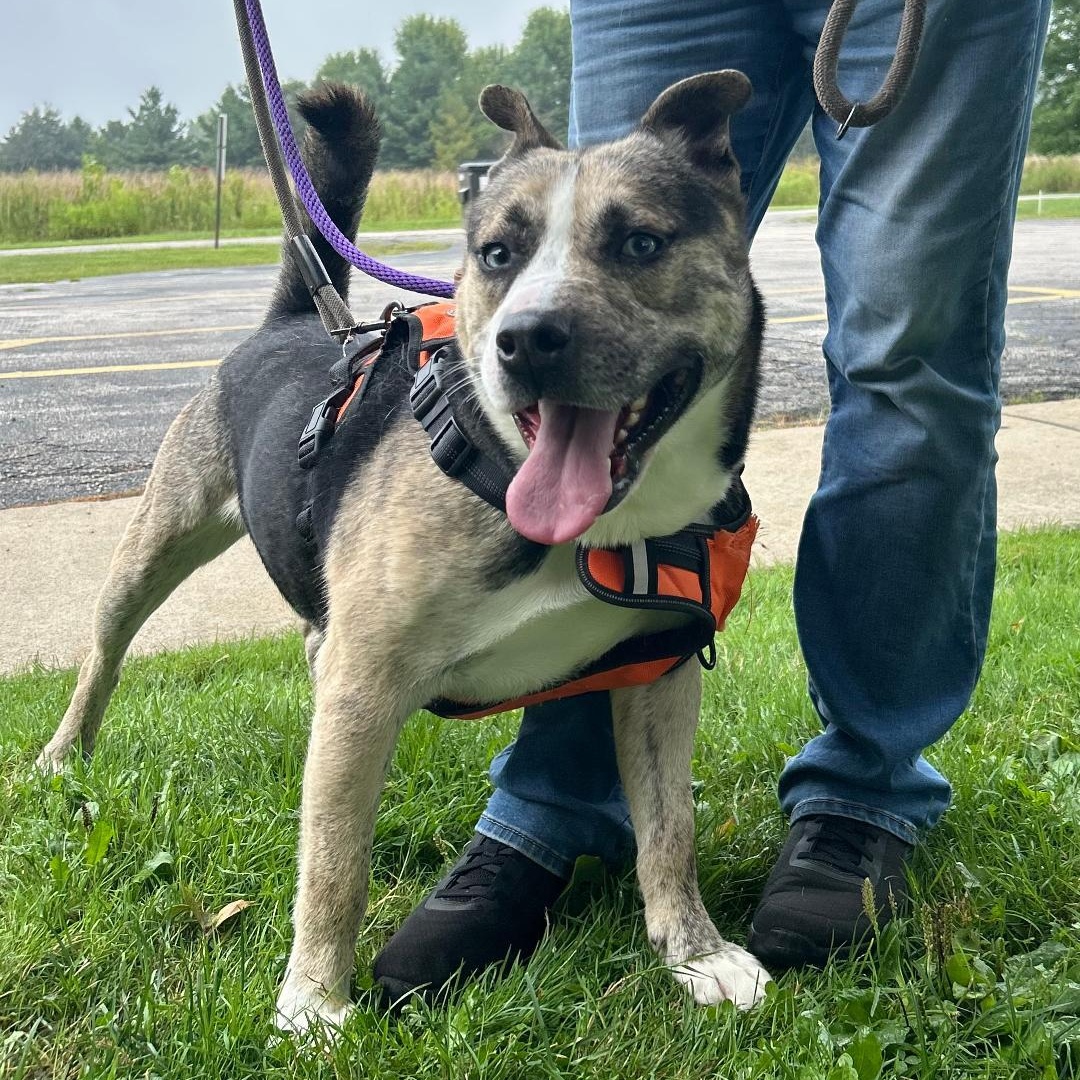 Enlarge Freddy, a Adoptable mixed breed in Medina, OH image 4/6